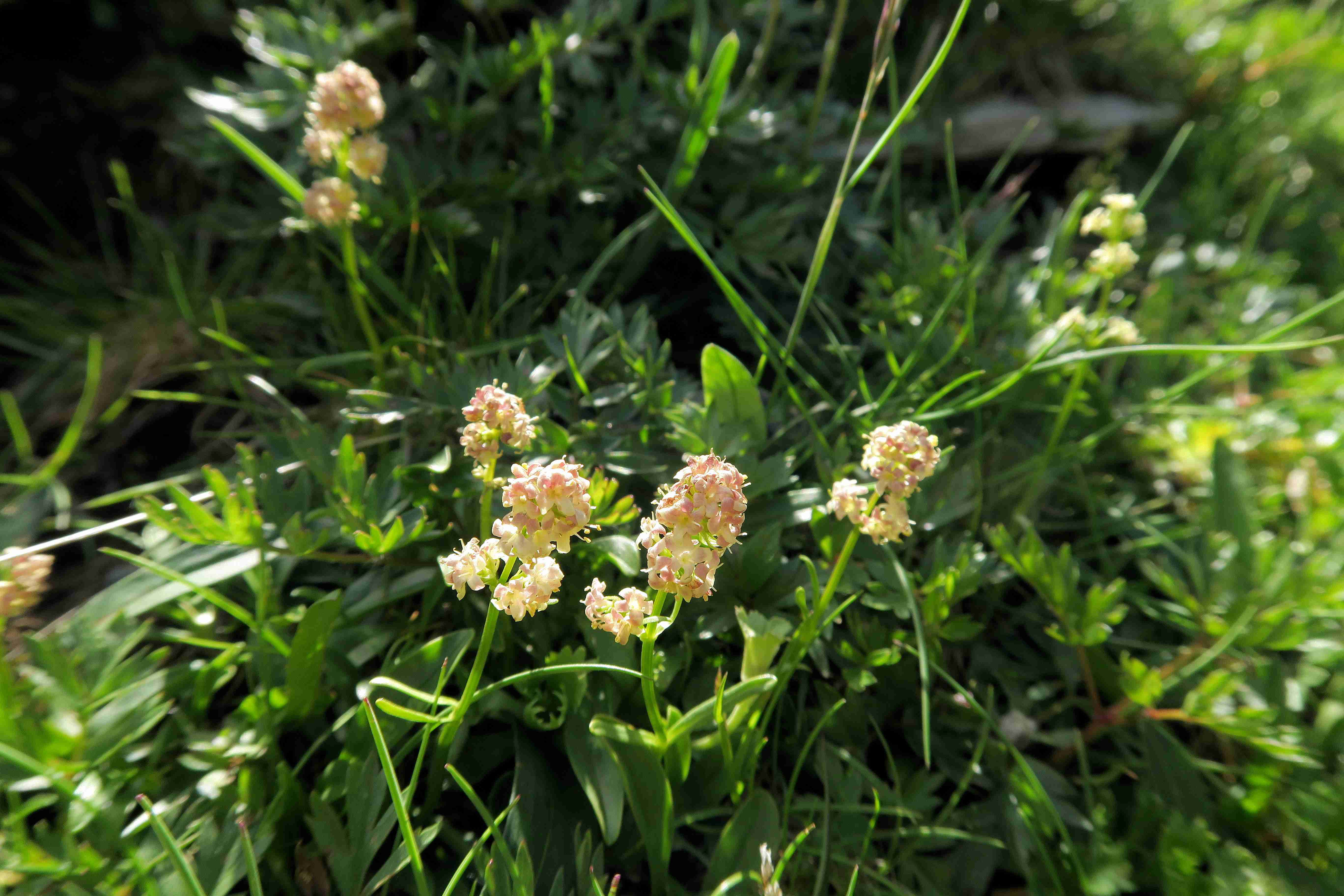 4 Valeriana celtica ssp norica Echter Speik, Nockalmstraße Weidezaun (Franz) Glockenhütte 29.06.2023 C5X2 (10).jpg