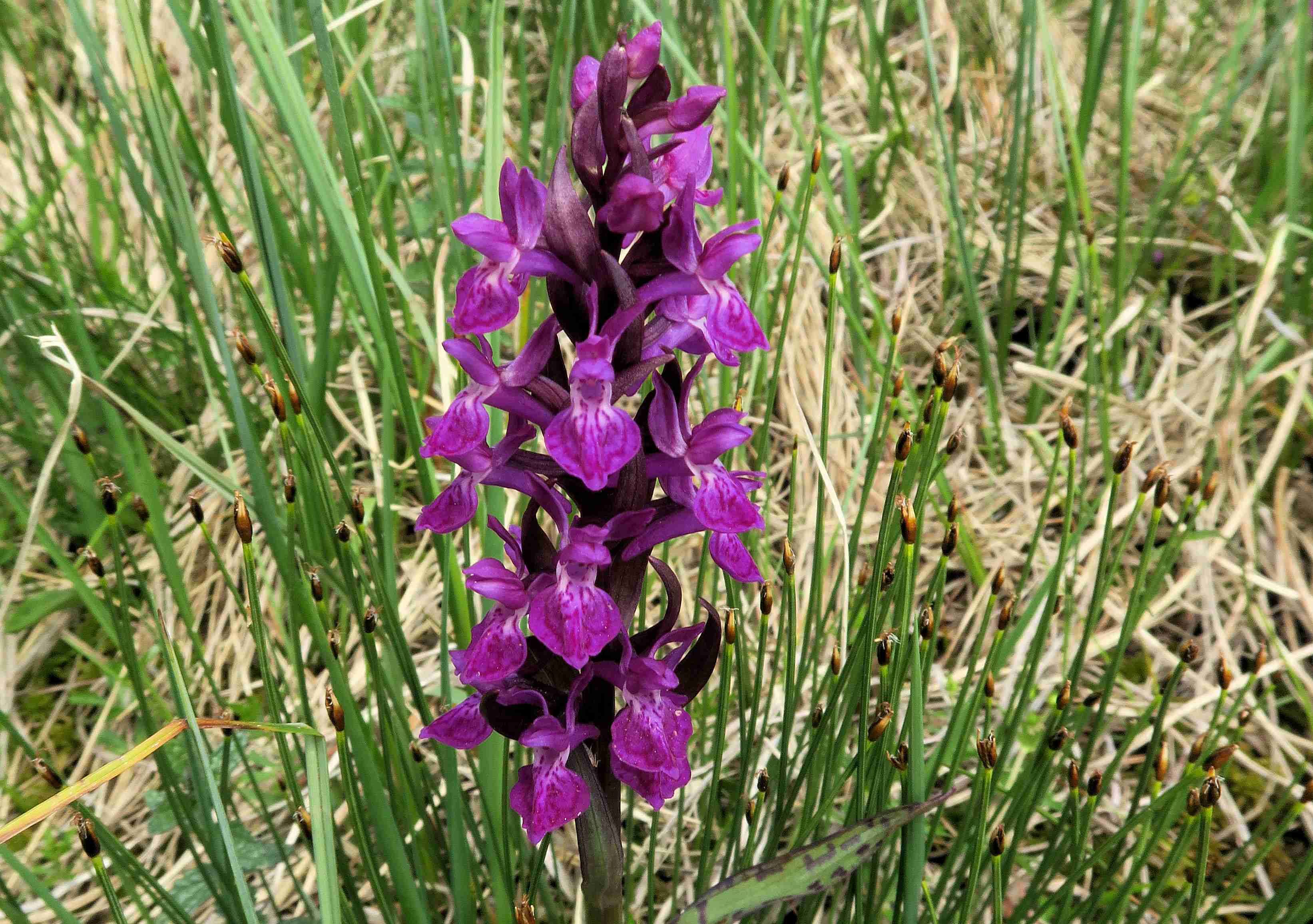 5 Dactylorhiza majalis Breitblättrige Fingerwurz, Turracher Höhe am Moor-Abfluss oberh. Karlsdlng 26.06.2023 C5X2 (15).jpg