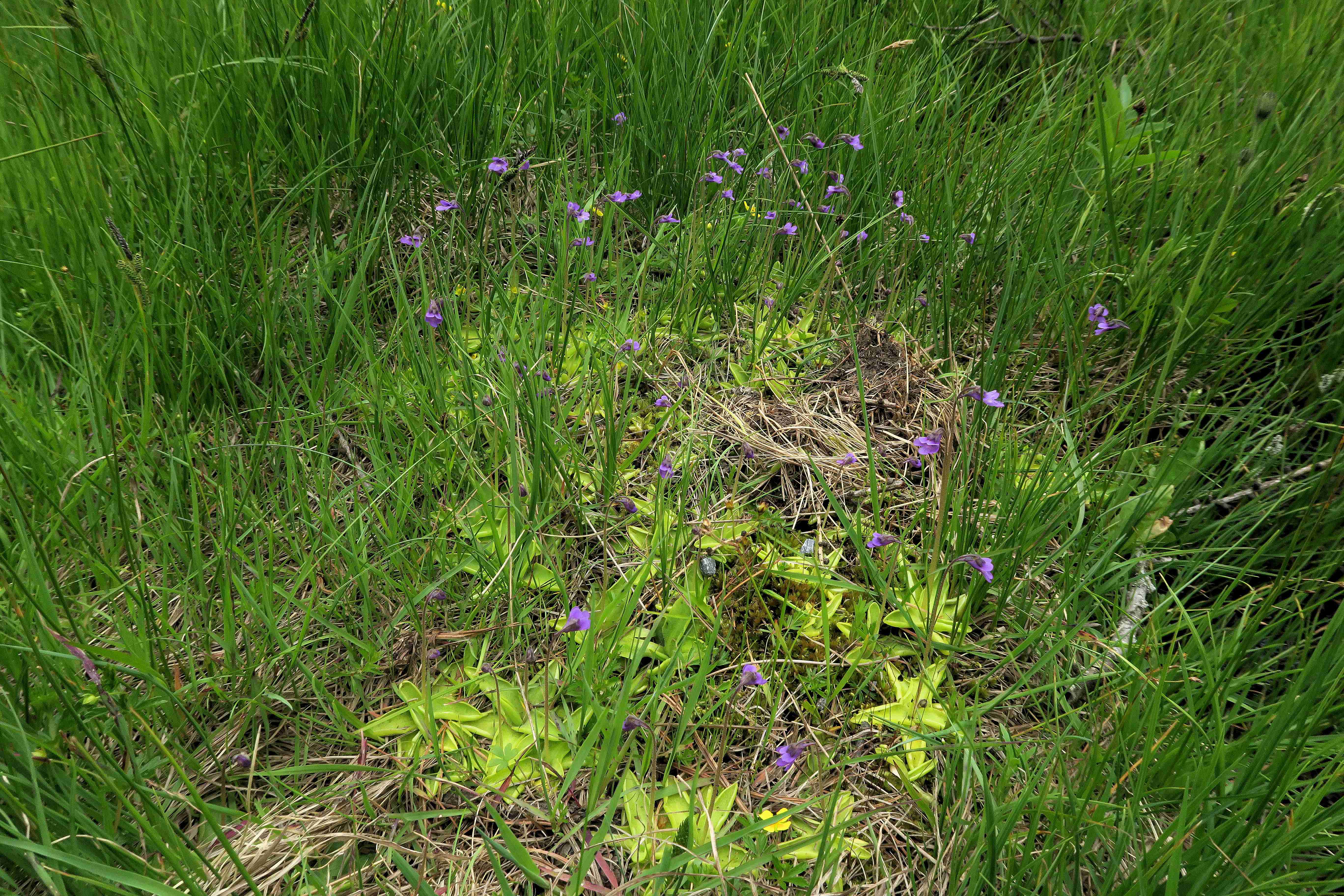 7 Pinguicula vulgaris Gewöhnlich-Fettkraut, Turracher Höhe zerstörter Moorsee n. B 95 v. Meierbrugger Auffahrt 27.06.2023.jpg