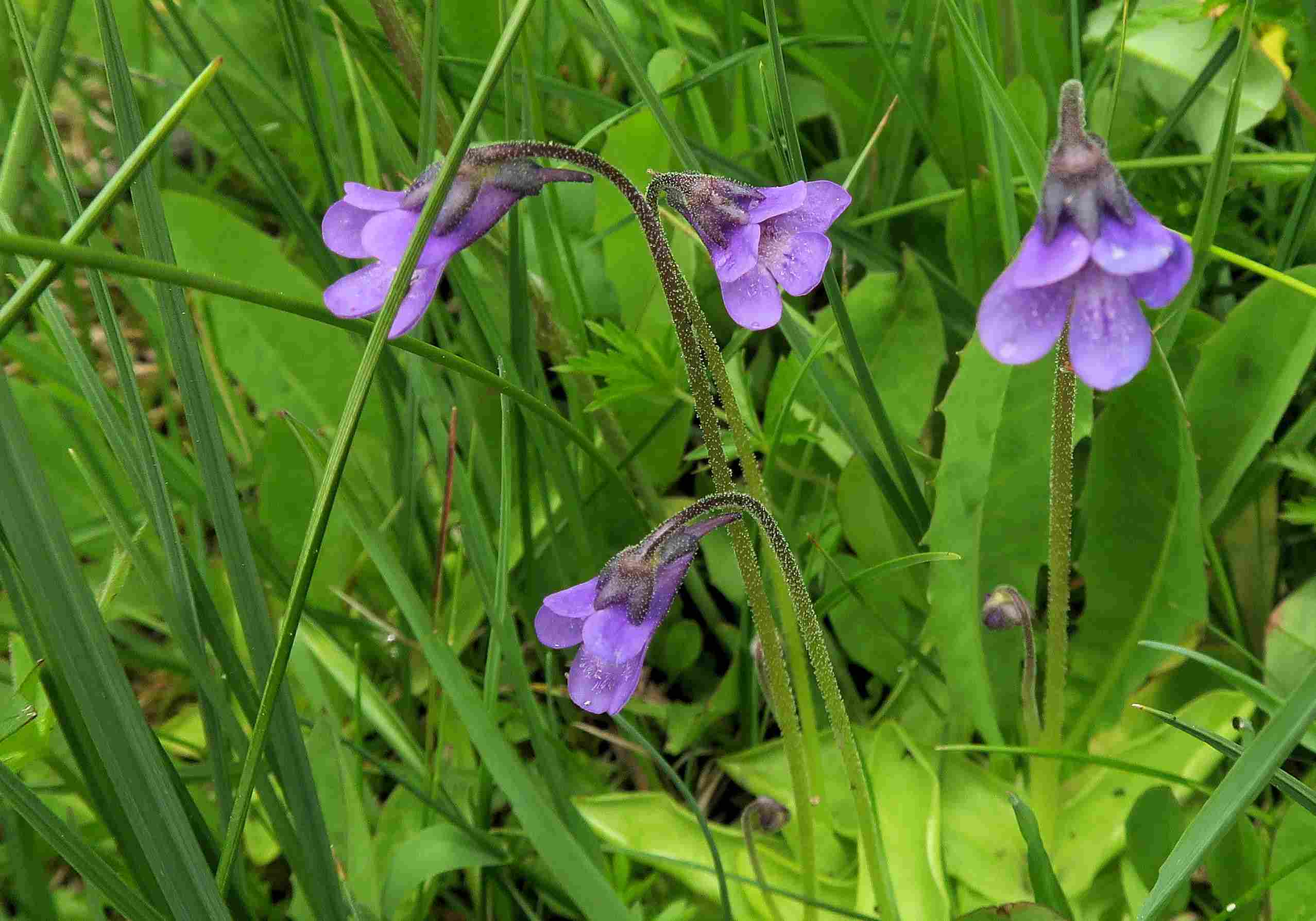 7 Pinguicula vulgaris Gewöhnlich-Fettkraut, Turracher Höhe zerstörter Moorsee n. B 95 v. Meierbrugger Auffahrt 27.06.jpg