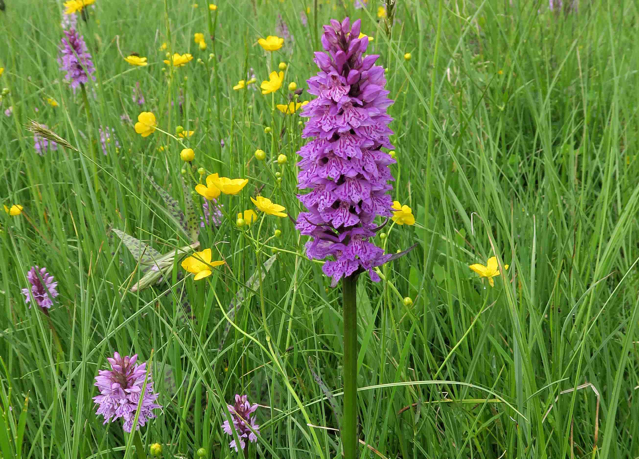 8 Dactylorhiza maculata, Turracher Höhe östl. Schwarzsee ü. Viehtritt Orch.-Wiese 04.07.2023 C5X2  (24).jpg