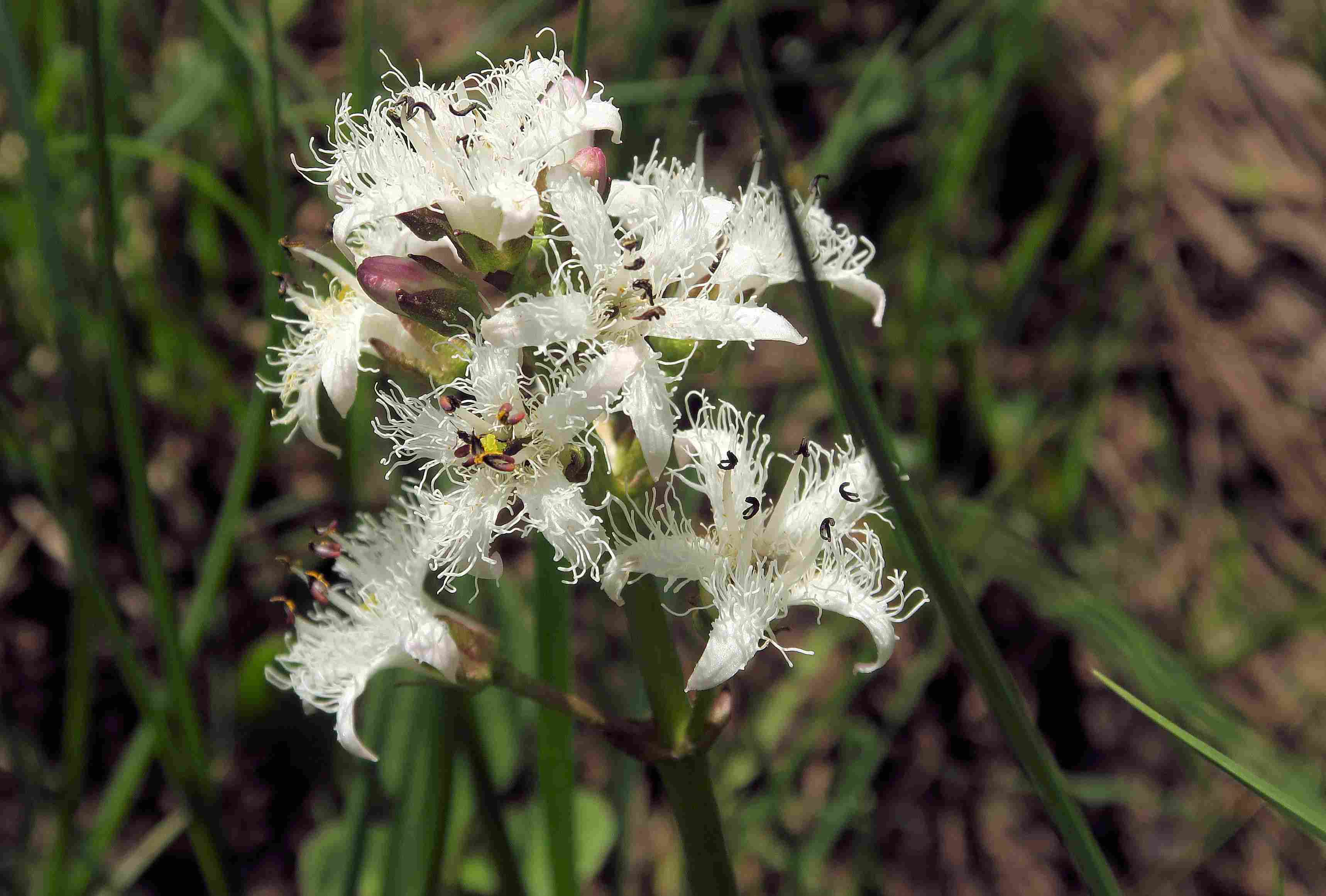 9 Menyanthes trifoliata Fieberklee, Turracher Höhe Schwarzsee west Ufersaum 30.06.2023 C5X2 (13).jpg