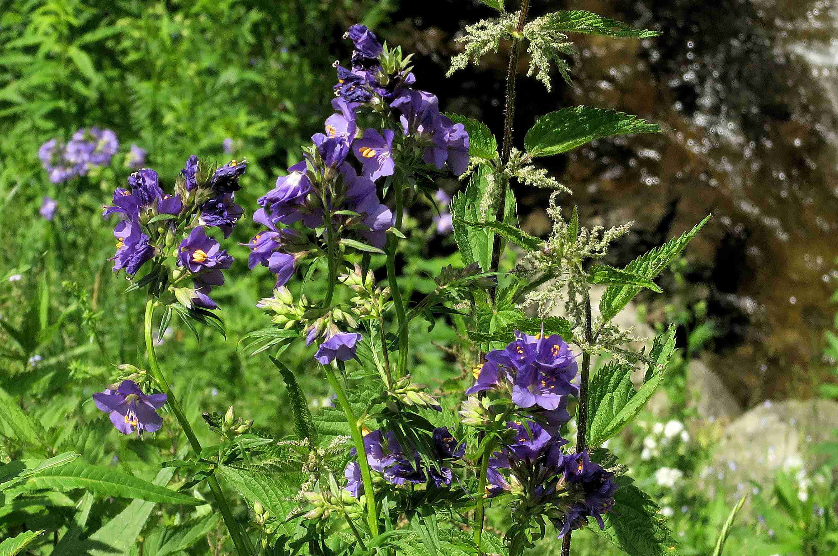 11 Delphinium elatum Hoher  Rittersporn, Autertal-Moor rd um Parkpltz Bach 07.07.2023 C5X2 (3).jpg