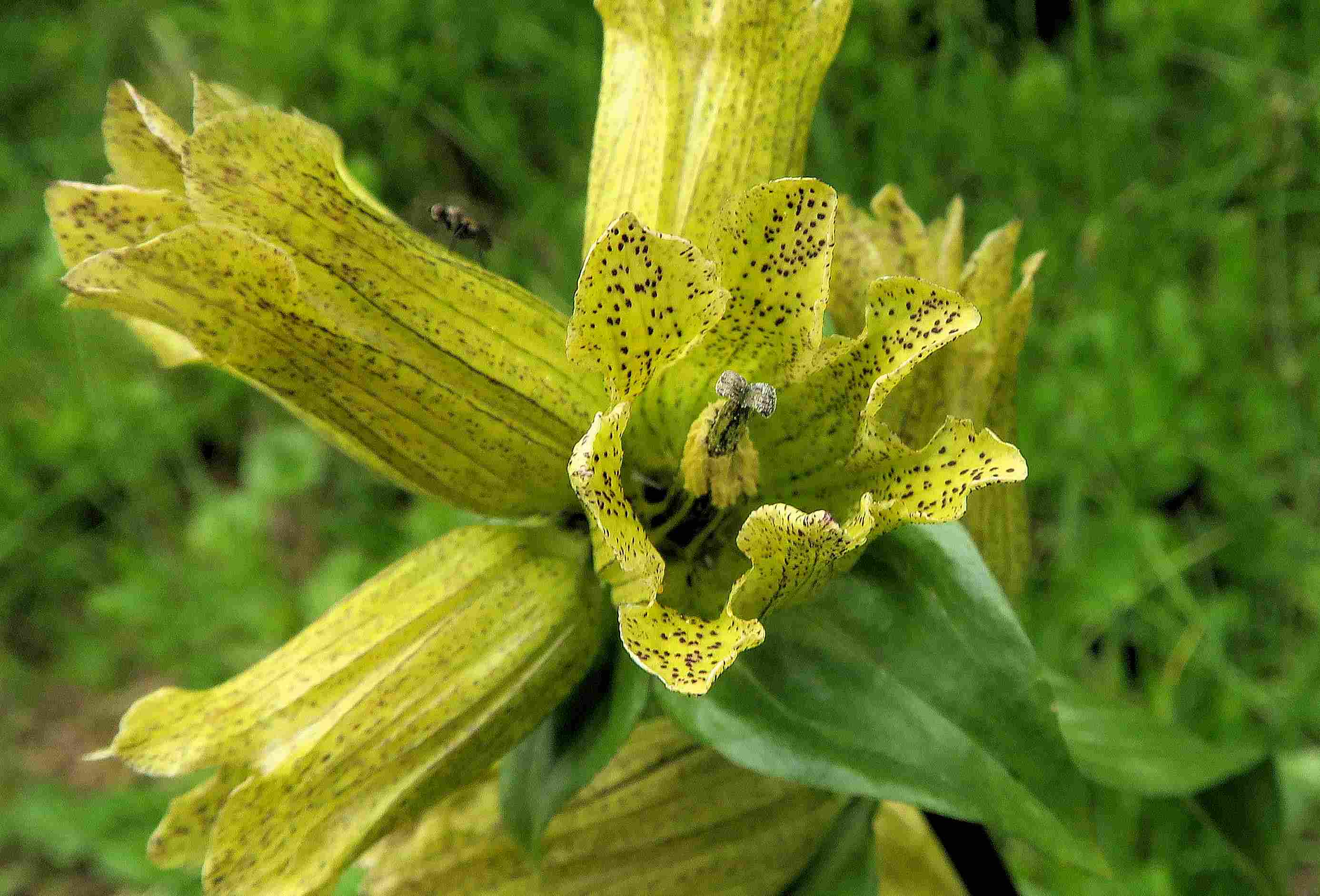 12 Gentiana punctata Tüpfel-Enzian, Turracher Höhe Halbinsel 27.06.2023 C5X2 (6).jpg