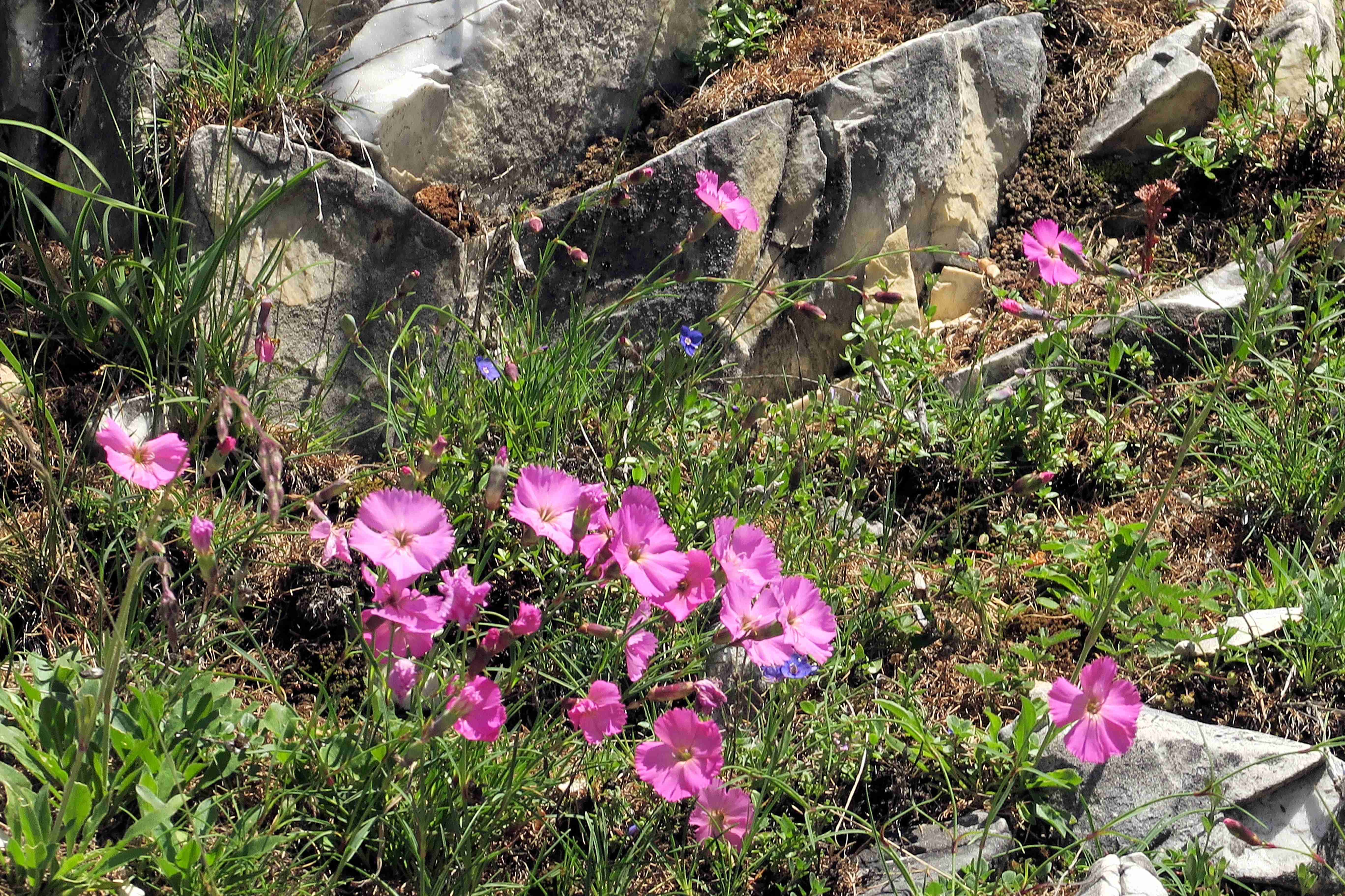 14 Dianthus spylvestris Stein-Nelke, Nockalmstraße Karstklippe n. Eisentalhöhe 29.06.2023 C5X2 (9).jpg