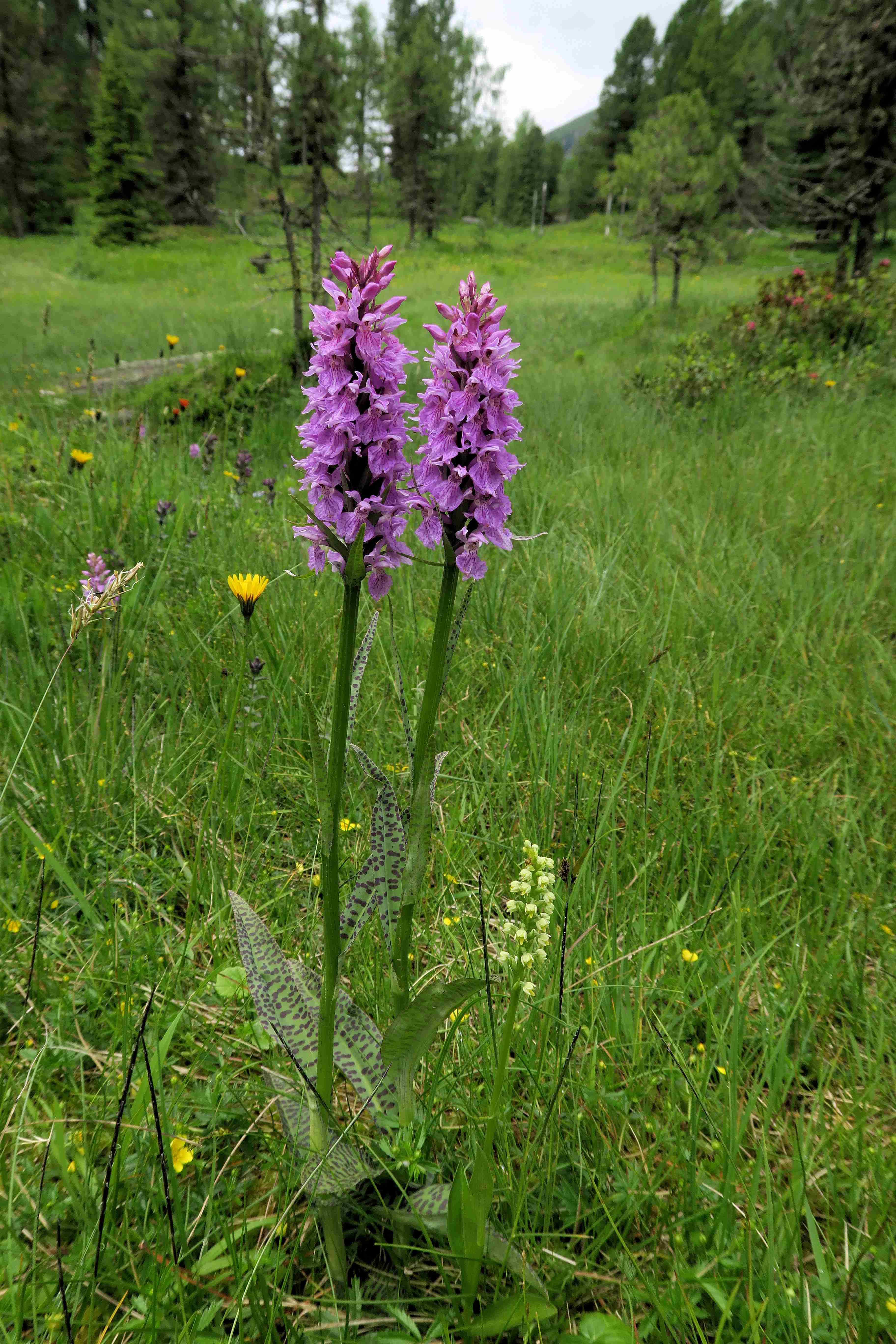 15 Dactylorhiza maculata Gefleckte Fingerwurz, Turracher Höhe Quell-Wiese Zufluss Grünsee 05.07.2023 C5X2 (7).jpg