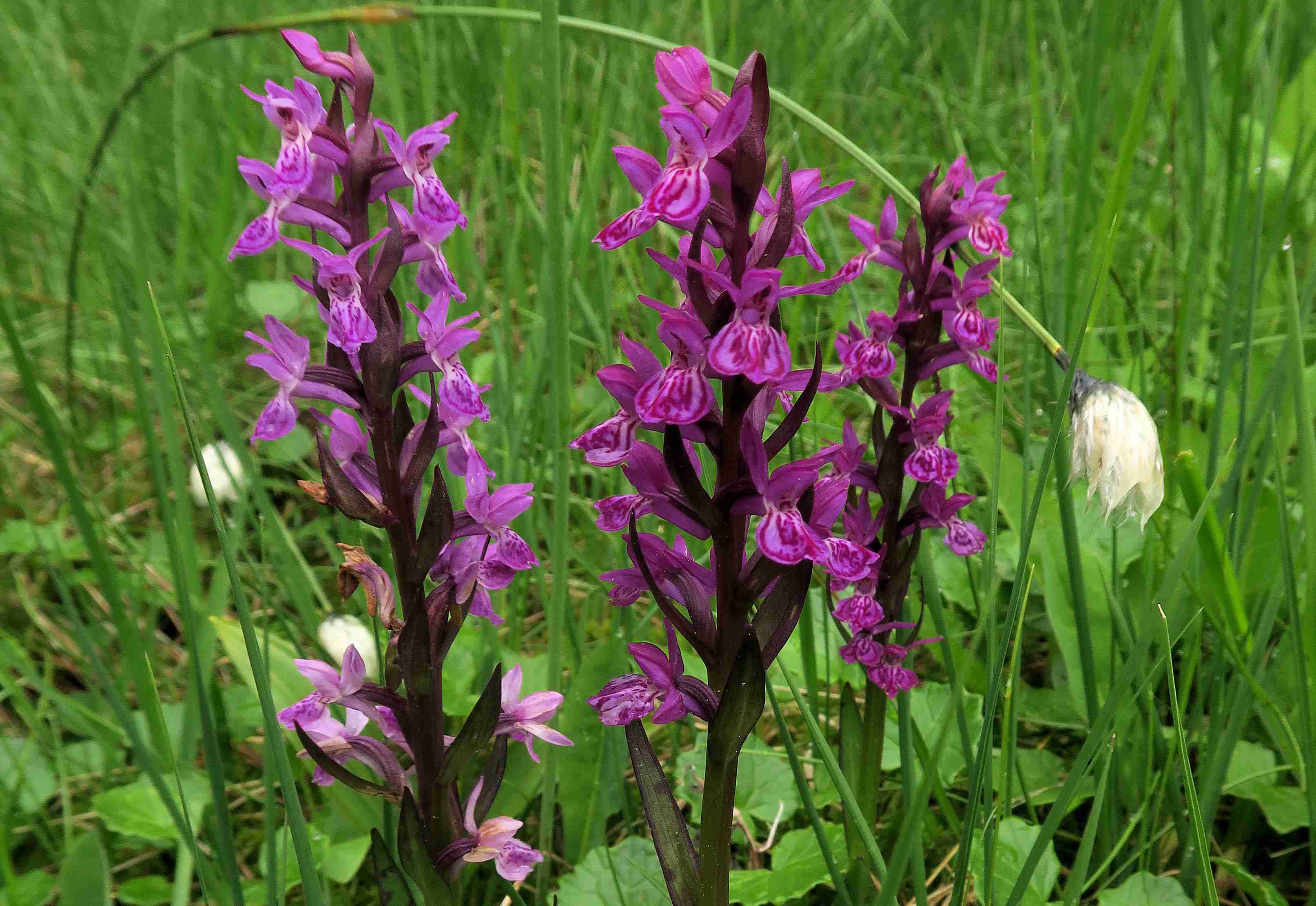 16 Dactylorhiza majalis Breitblättrige Fingerwurz, Turracher Höhe Sickerwiese unter Karlsiedlungs-Moor 05.07.2023 C5X2 (2).jpg