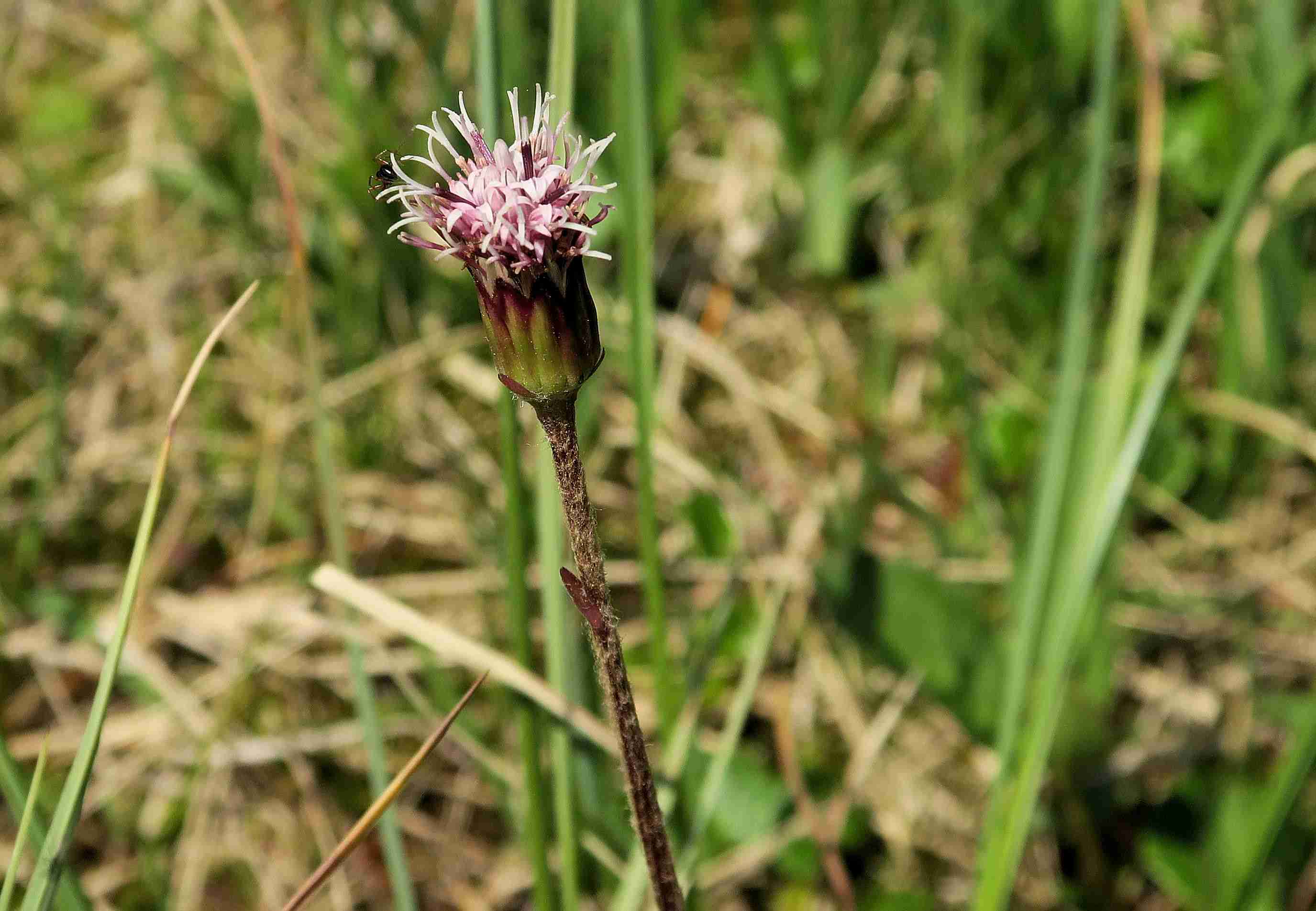 17 Homogyne alpina Alpen-Brandlattich, Turracher Höhe Schwarzsee w Schwingrasen 30.06.2023 C5X2 (212).jpg