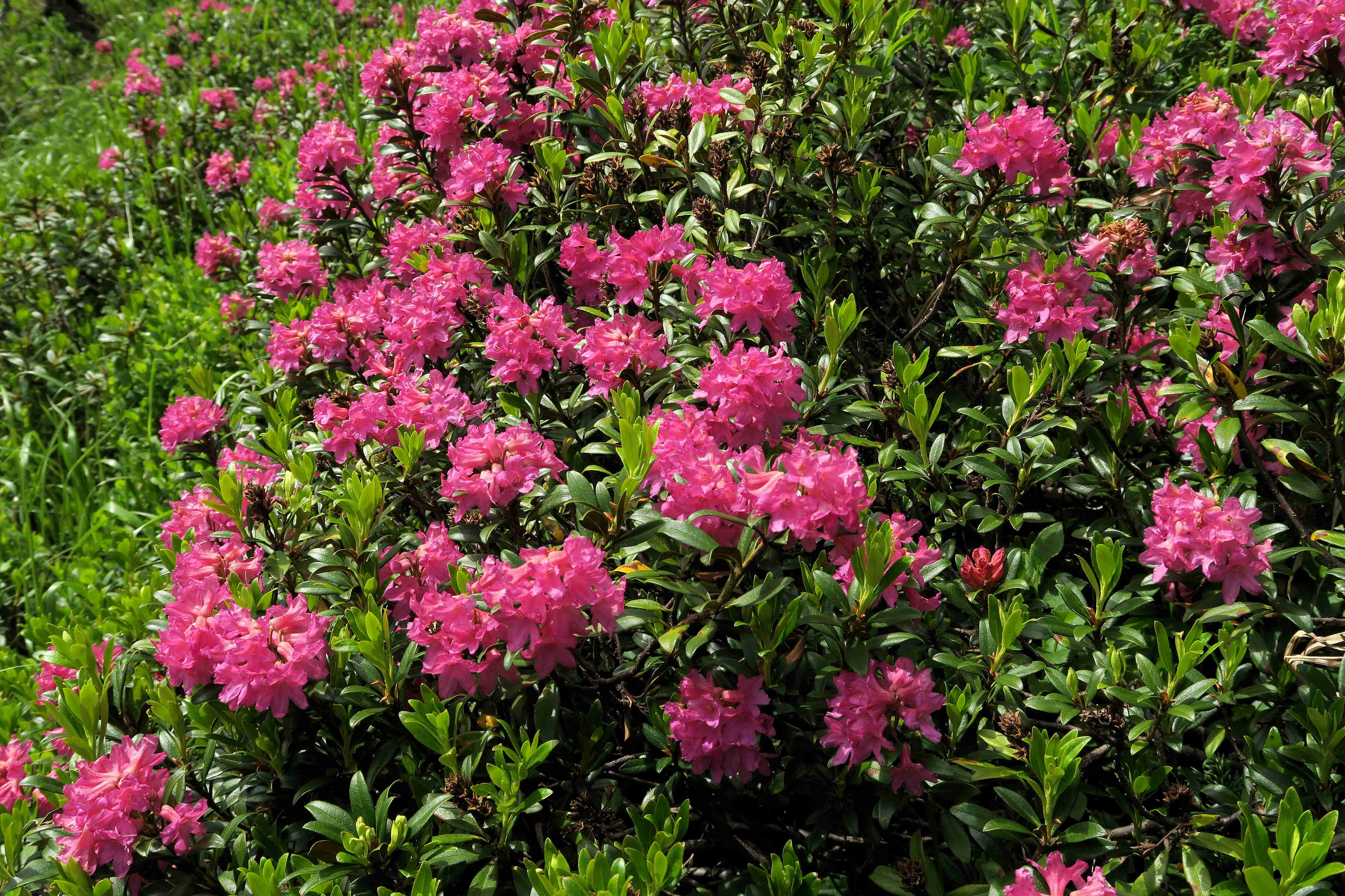 18 Rhododendron ferrugineum Rost-Alpenrose, Turracher Höhe Karalsiedlng Sickerwiese s. Rd 03.07.2023 C5X2 (6).jpg