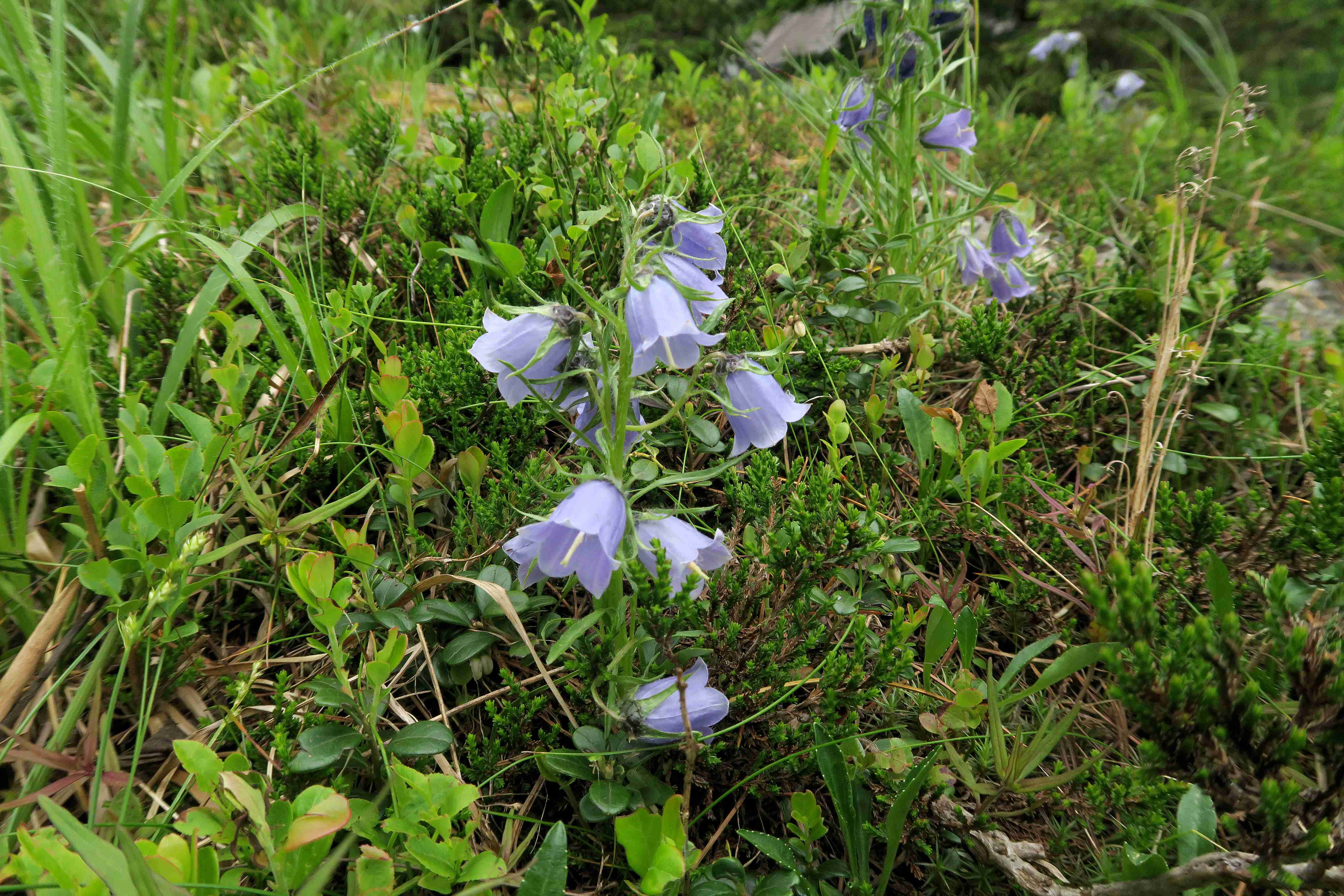 19 Campanula alpina Ostalpen-Glockenblume, Turracher Höhe Halbinsel 27.06.2023 C5X2 (11).jpg