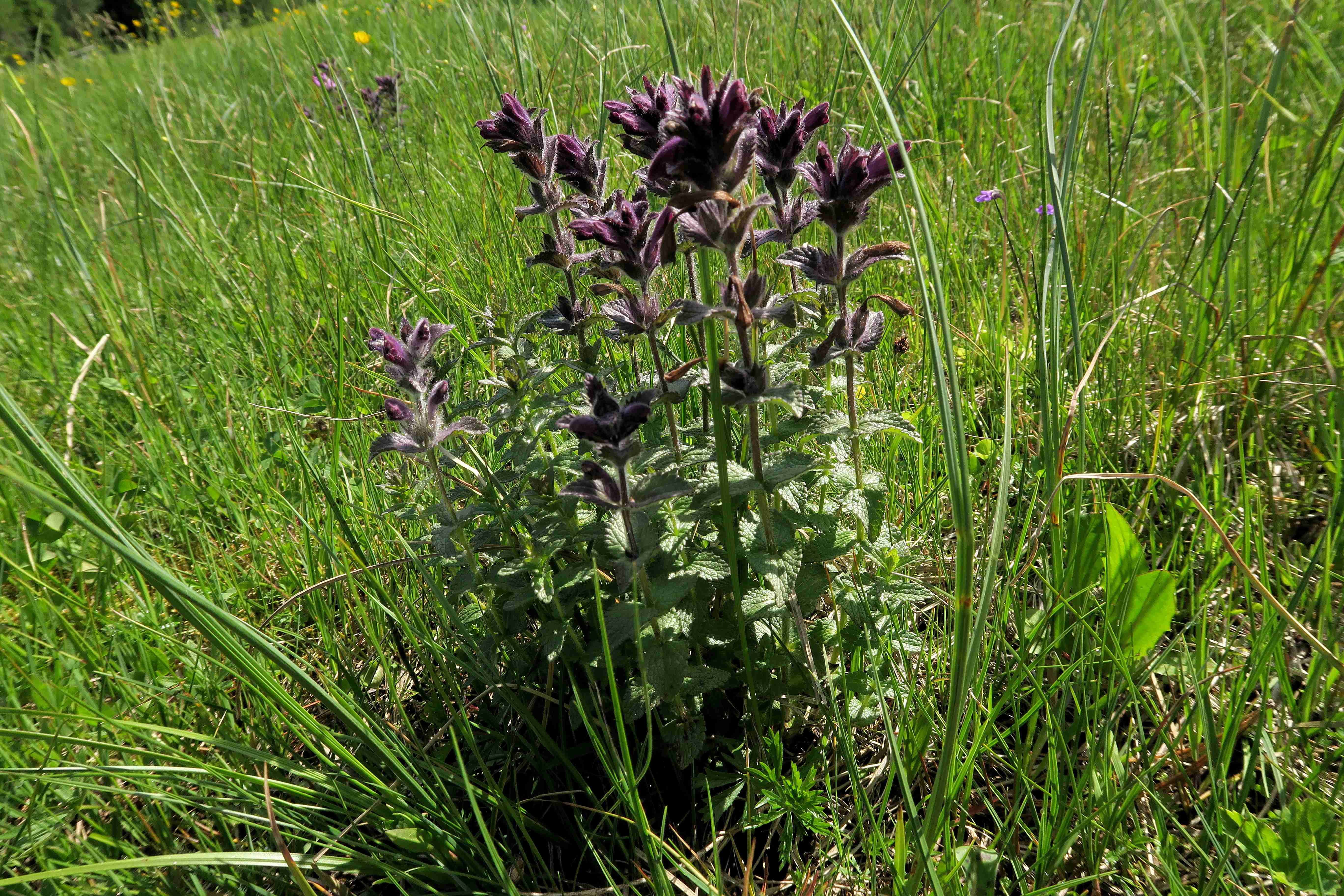 20 Bartia alpina Alpenhelm, Turracher Höhe Pistenwiese Lift re 30.06.2023 C5X2 (40).jpg