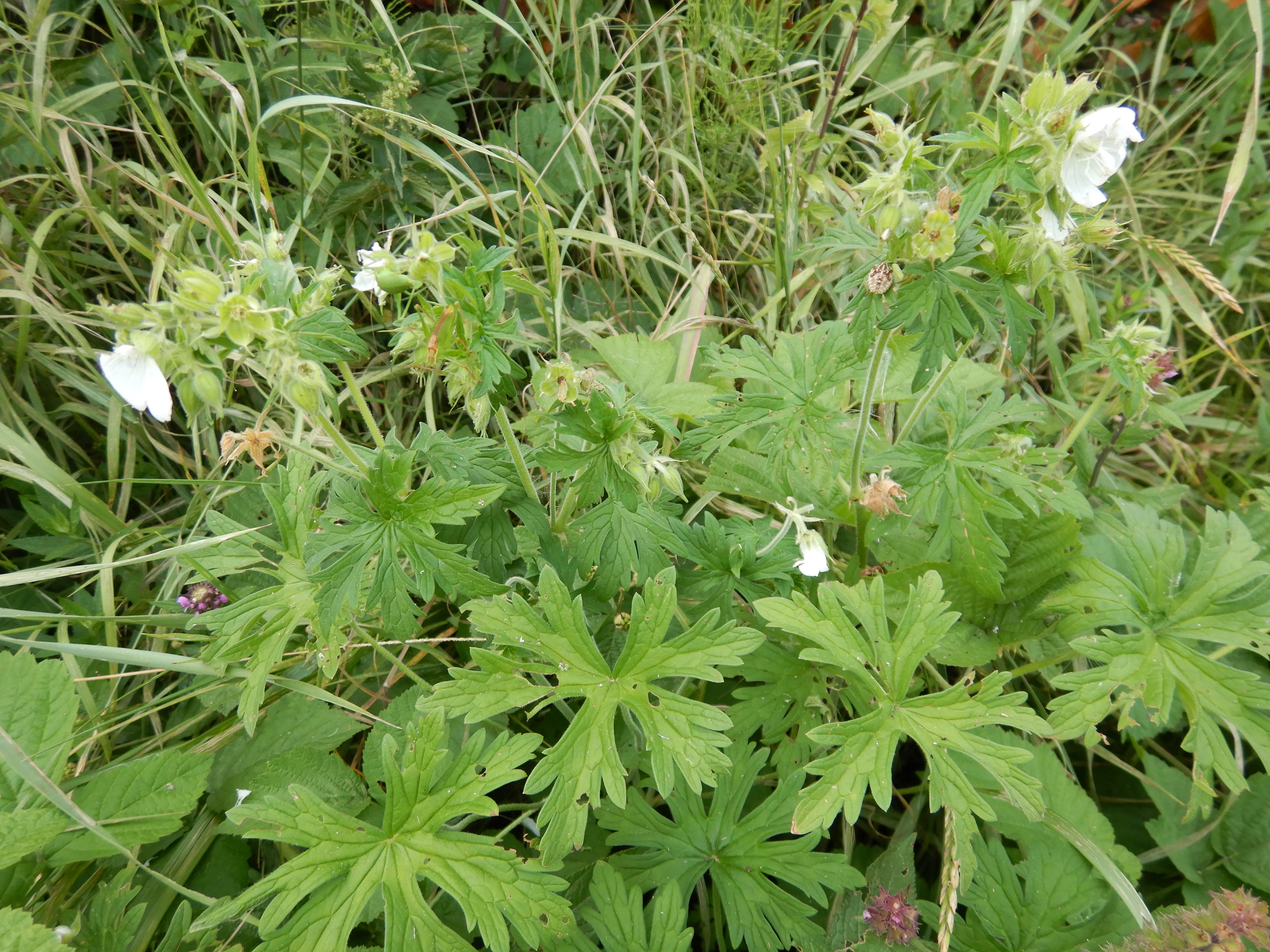 DSCN3957 albino geranium pratense, bei oberkreuzstetten, 2023-07-22.jpg