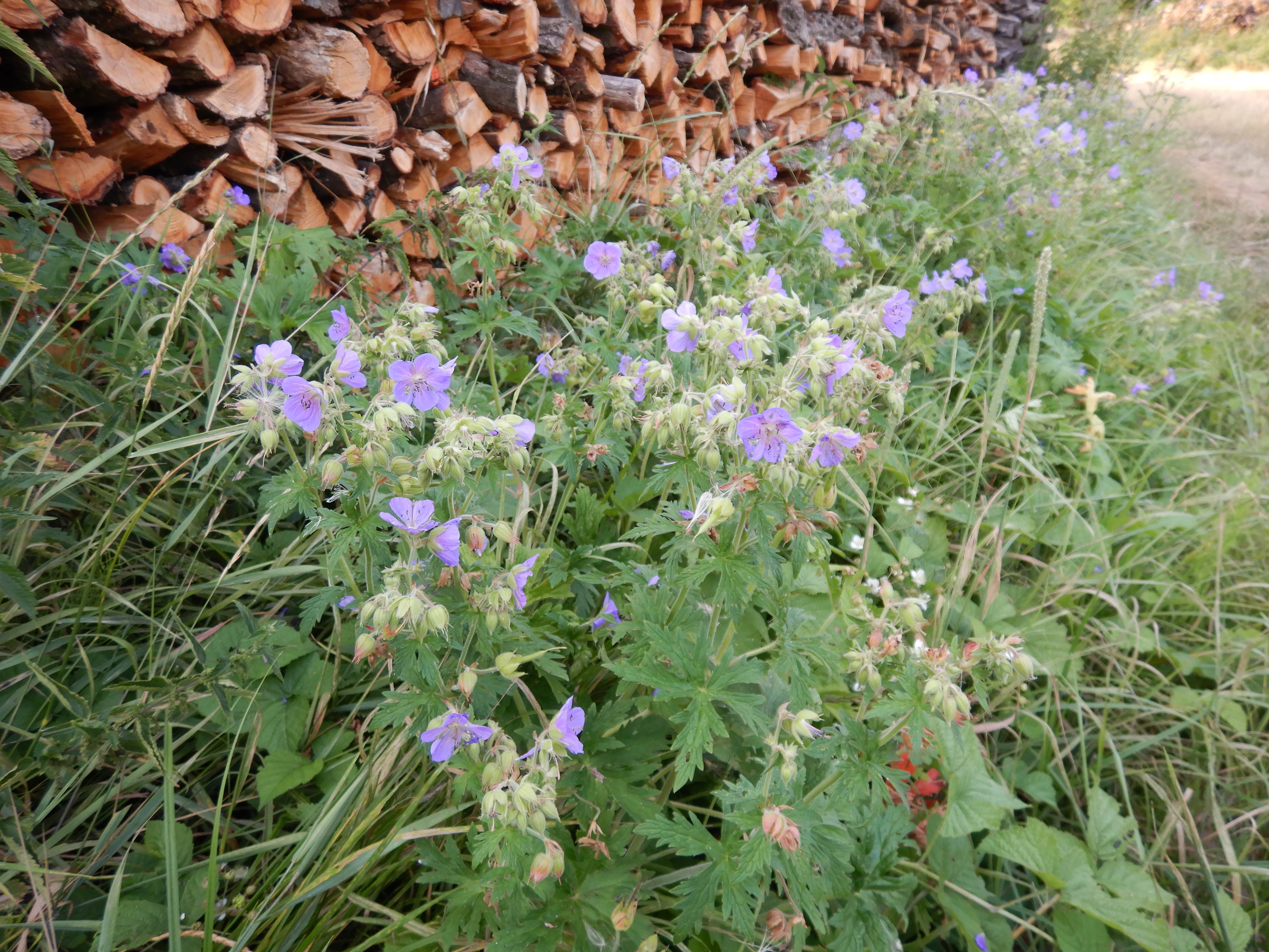 DSCN3959 geranium pratense, bei oberkreuzstetten, 2023-07-22.jpg