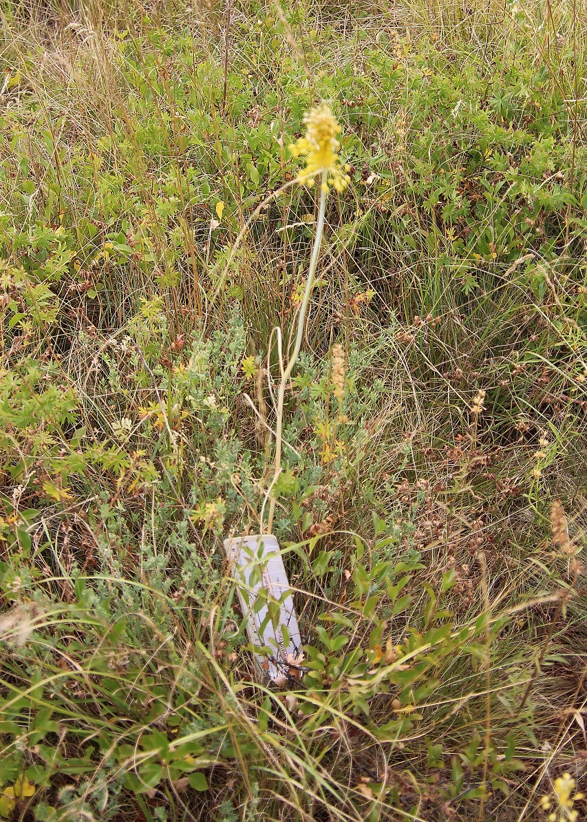 Spitzerberg - 28072023 - (198) - Allium flavum - Gelber Lauch - 65 cm.JPG