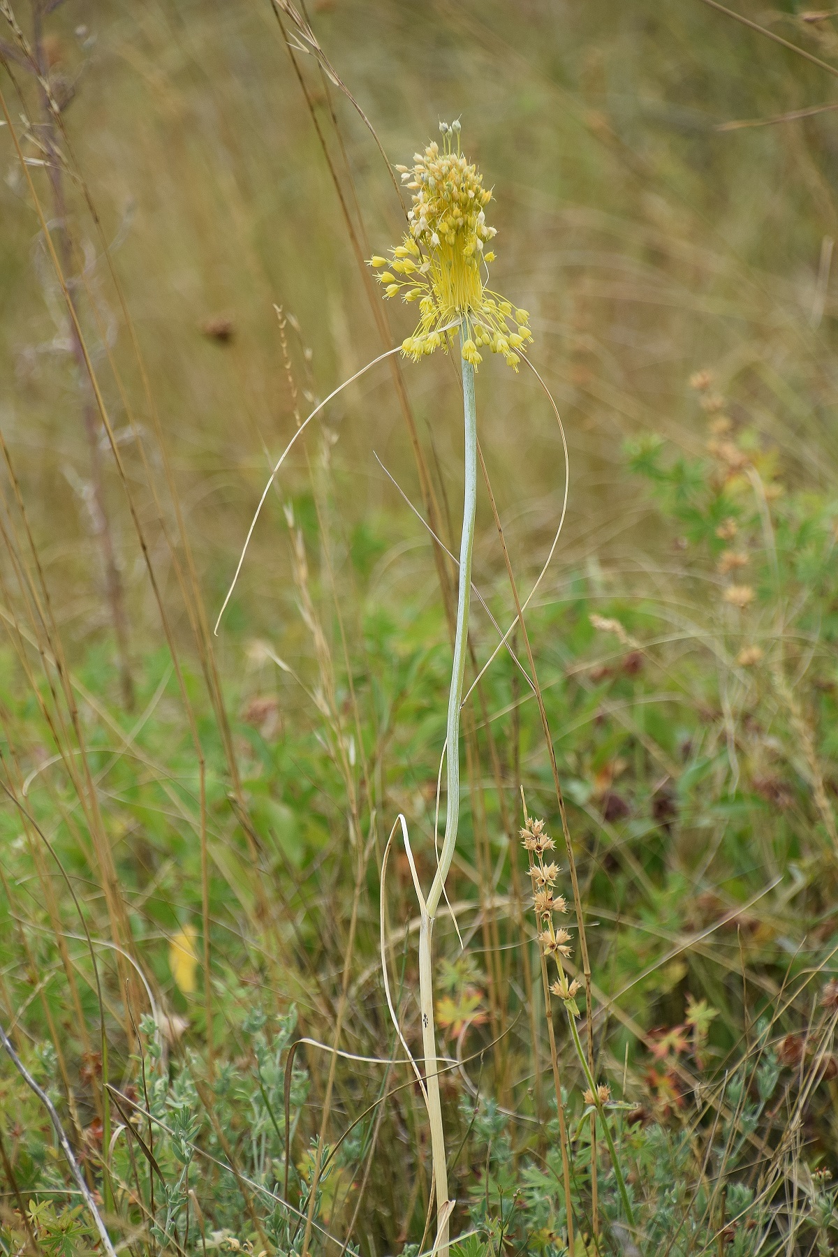 Spitzerberg - 28072023 - (198a) - Allium flavum - Gelber Lauch - 65 cm.JPG