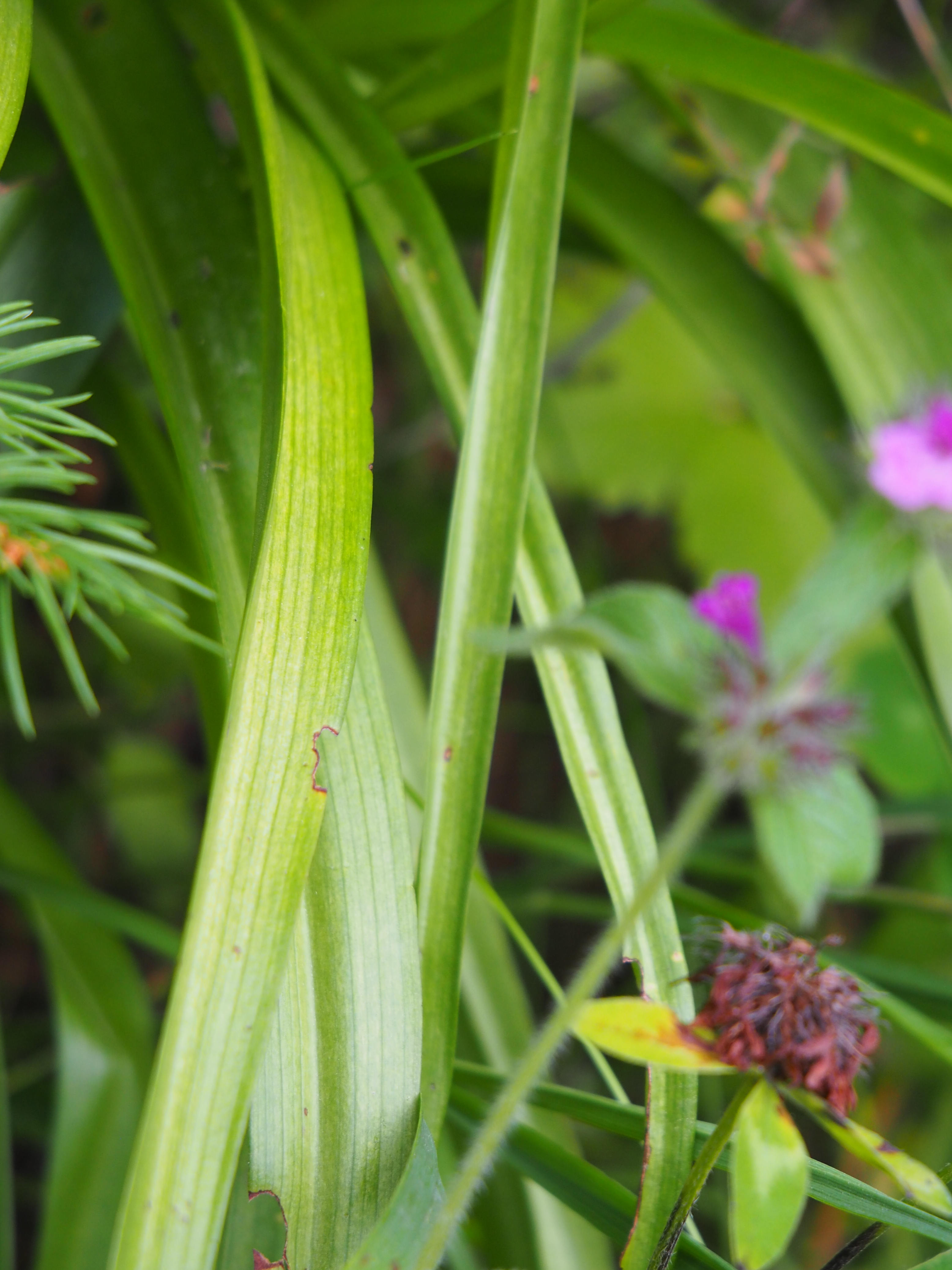 gymnadenia densiflora2.JPG