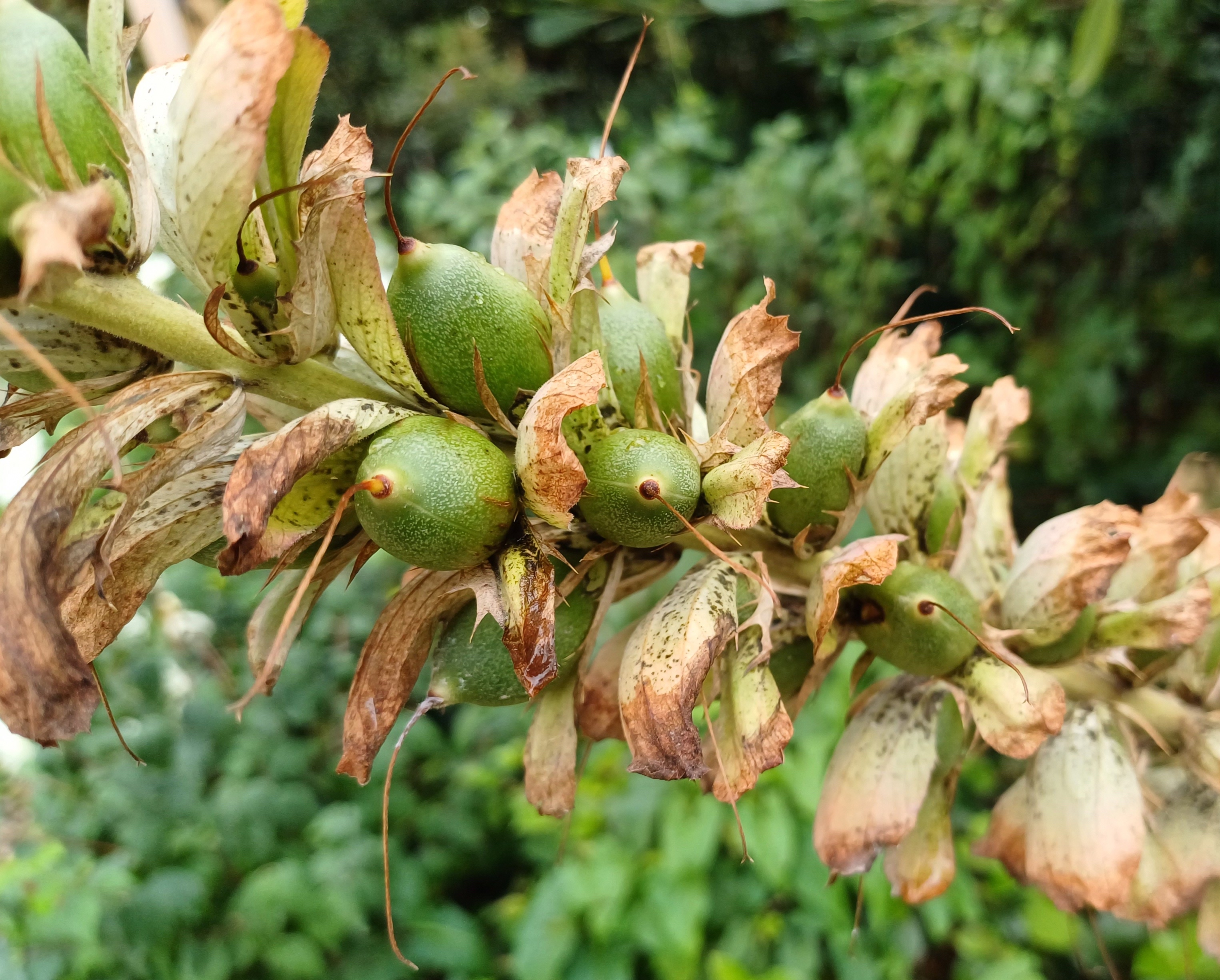 acanthus mollis kult. jardin des champs-élysées paris frankreich 20230803_123340.jpg