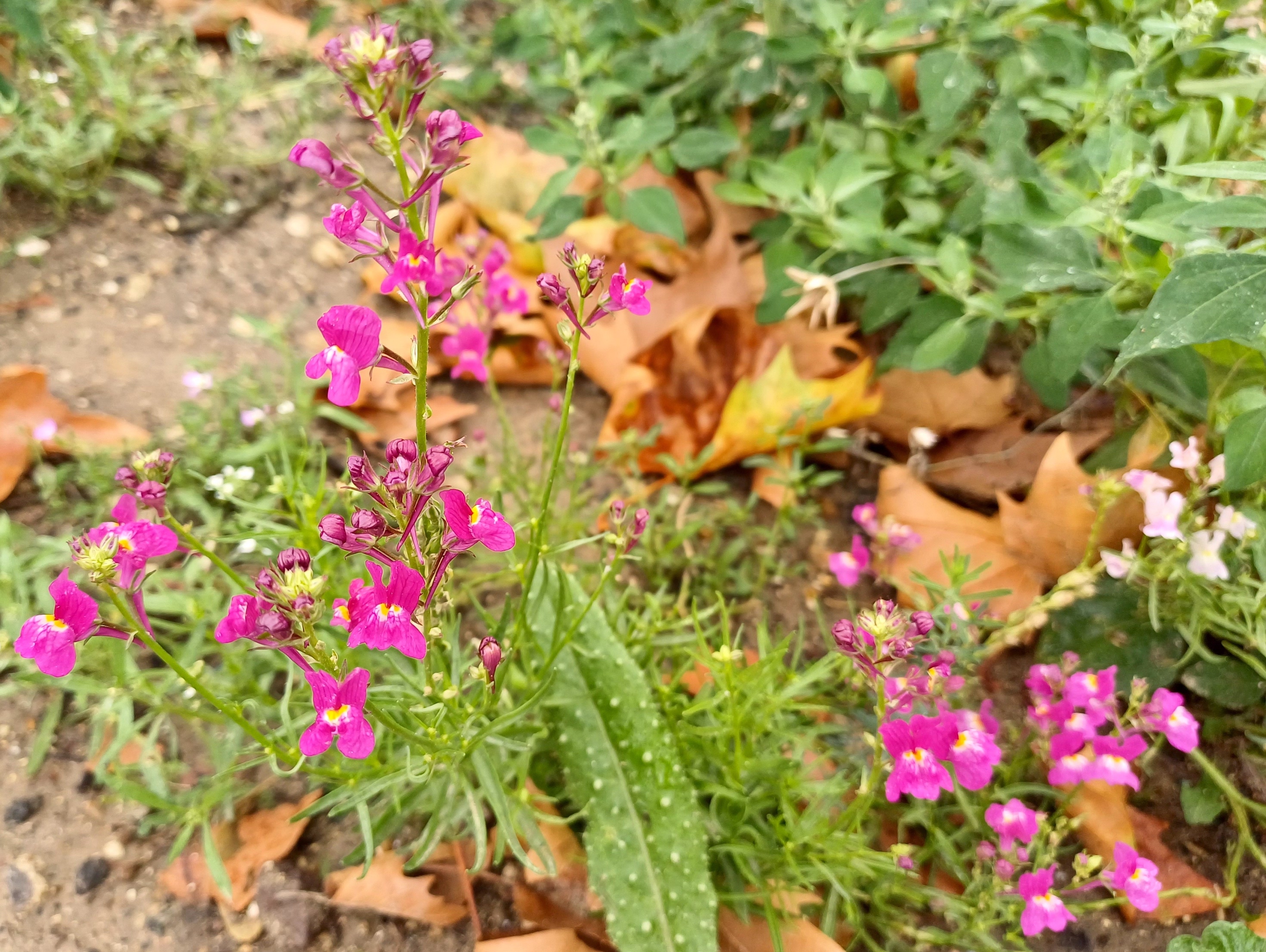 cf. linaria maroccana rue fabert paris frankreich 20230803_113031.jpg