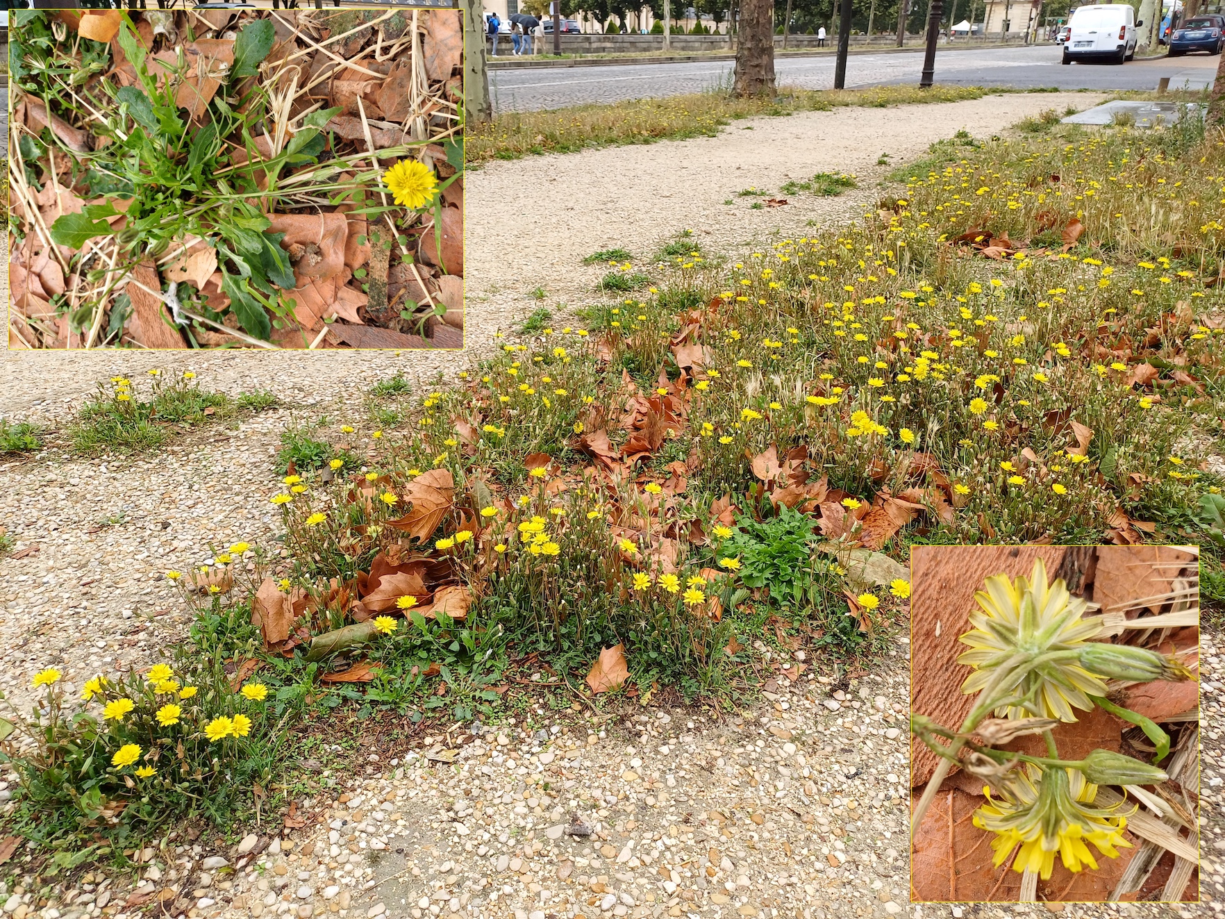 crepis bursifolia hôtel des invalides paris frankreich 20230803_111342.jpg