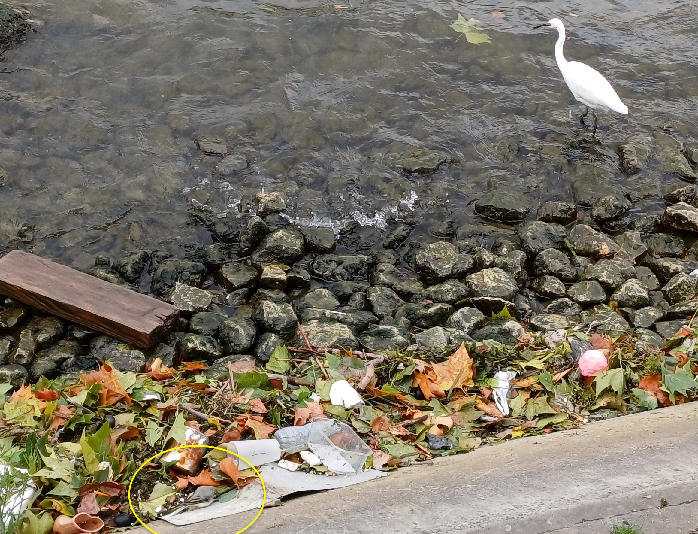 gebirgsstelze weibchen und seidenreiher quai de conti paris frankreich 20230803_142731.jpg