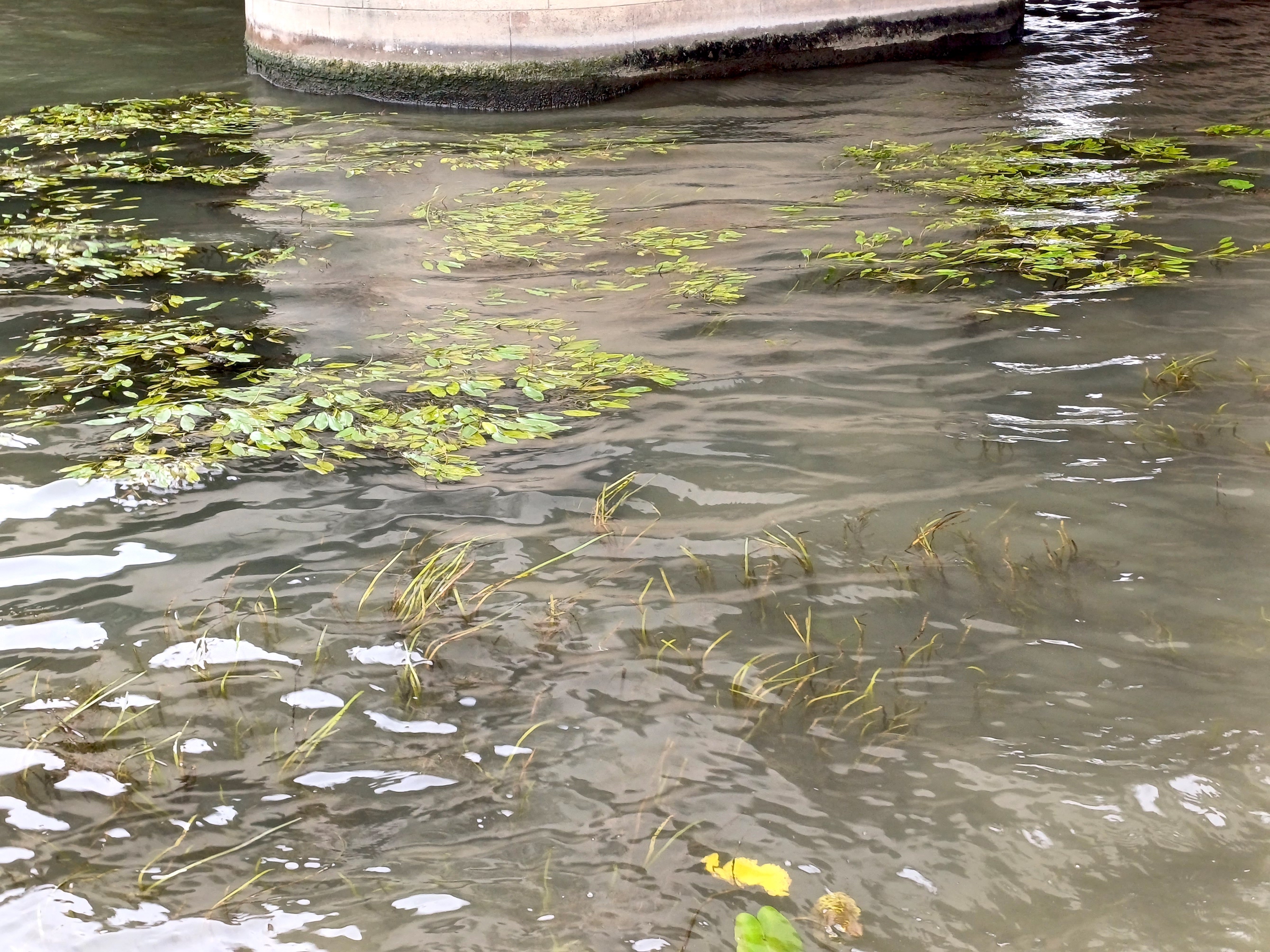 potamogeton sp. et cf. berchtoldii und nuphar lutea pont d'iéna paris frankreich 20230803_102535.jpg