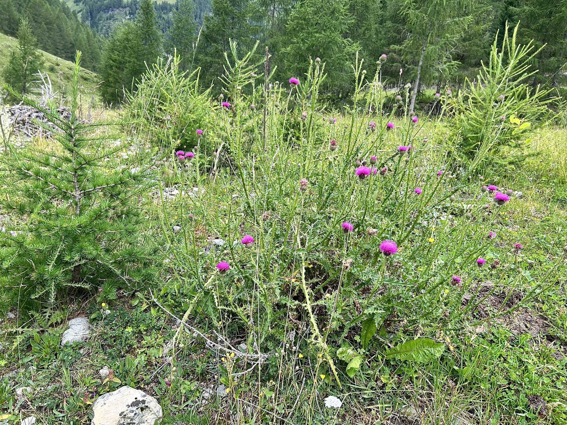 IMG_6516.jpeg