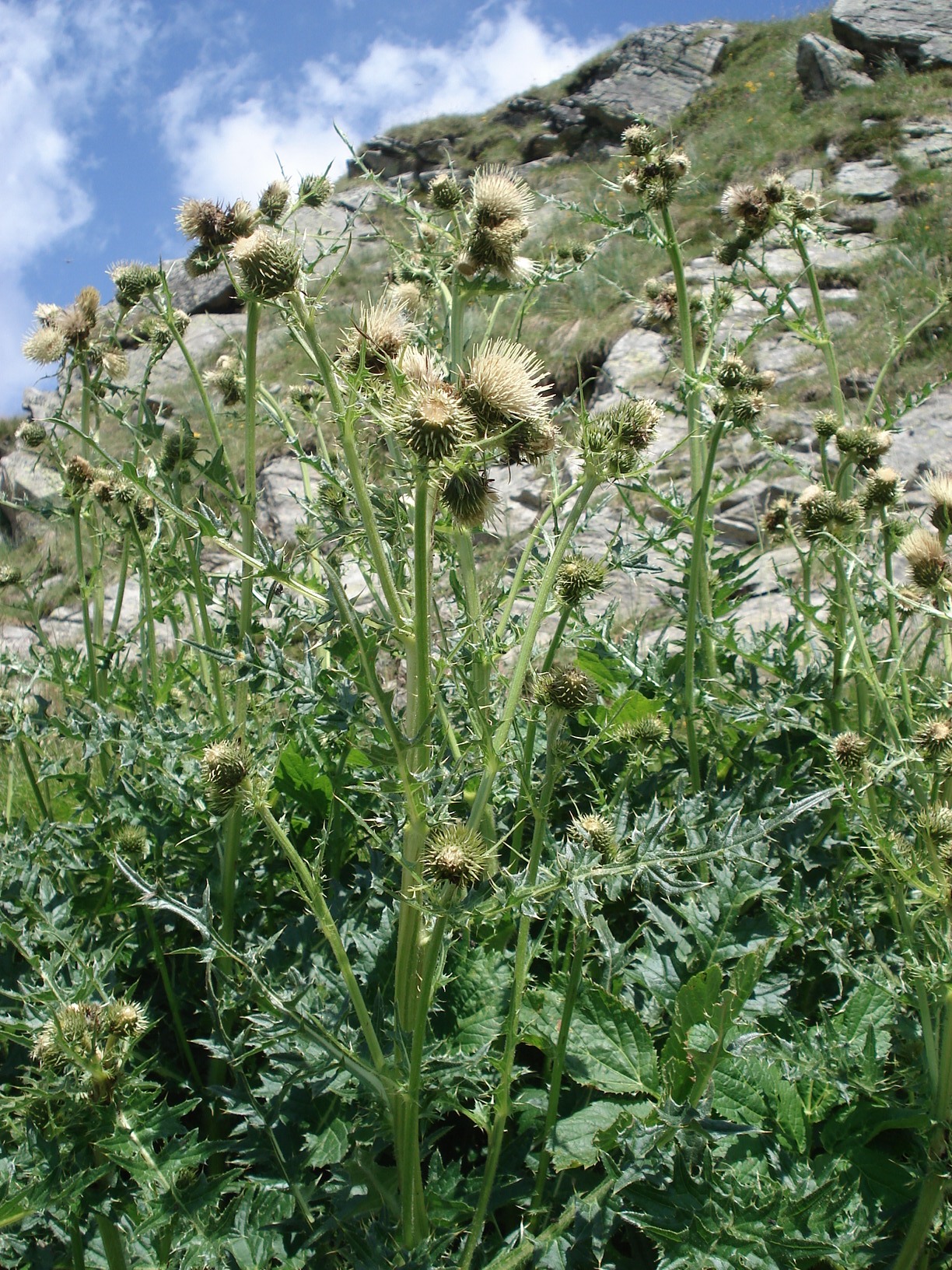 Cirsium.erisithales x spinosissimum. Golzentip.17.Juli.2010.jpg