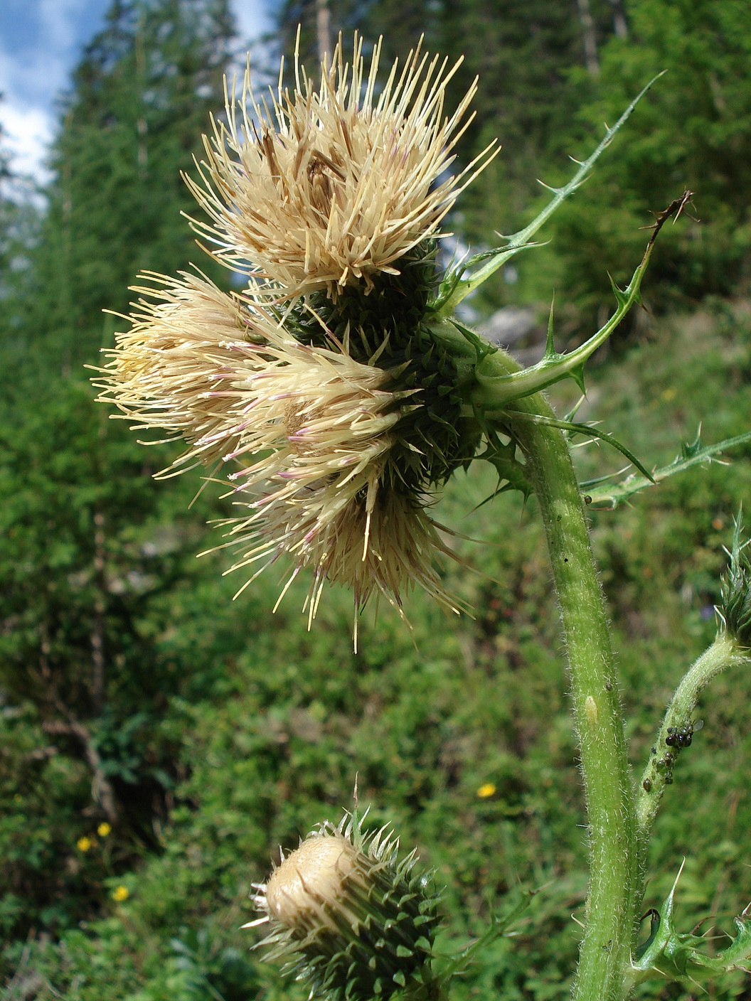 Cirsium.erisithales x spinosissimum. S-Tir.Pragser.Kaser.8.Juli.2012.jpg