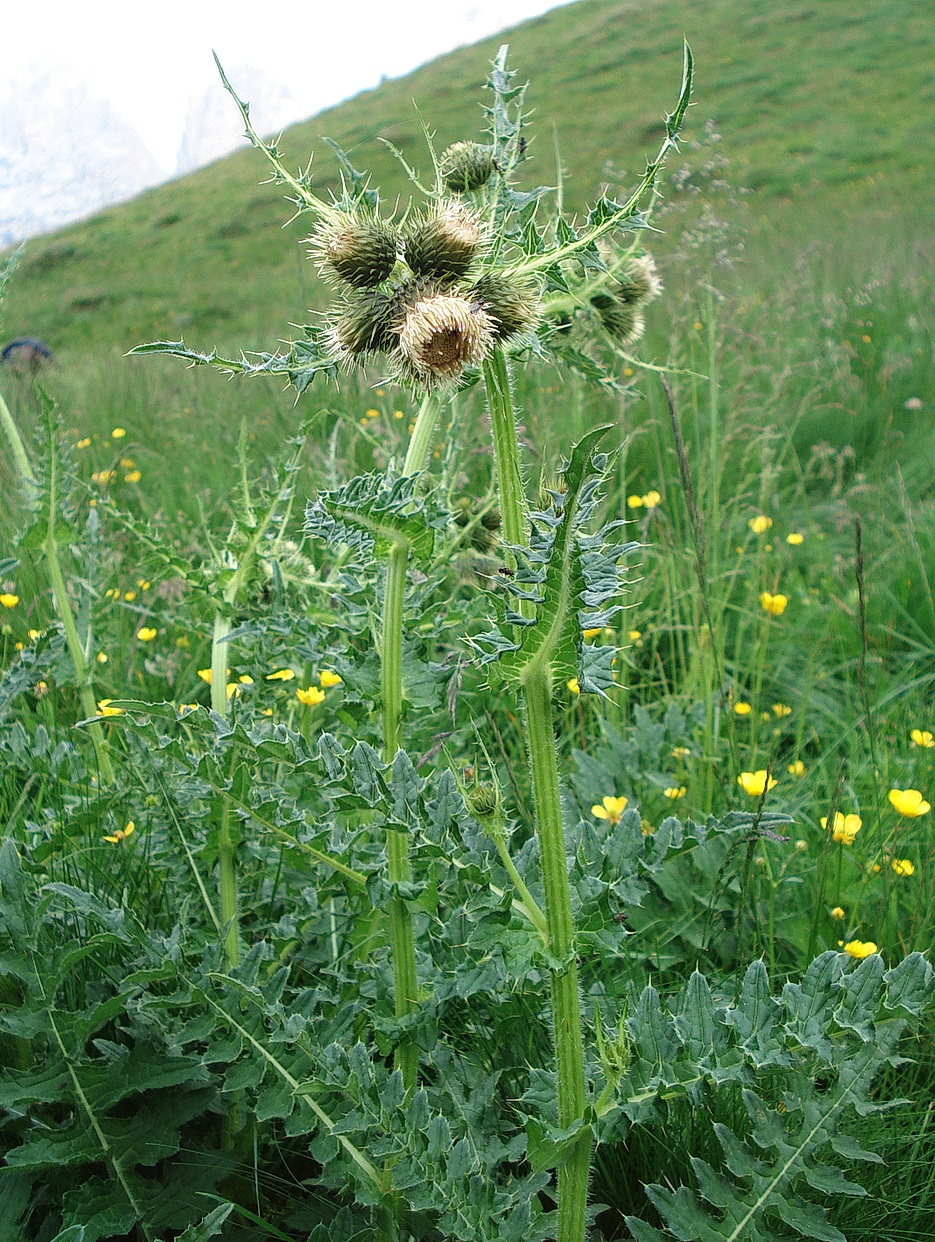 Cirsium.erisithales x spinosissimum. S-Tirol.Sellajoch.5.Juli.2012.jpg