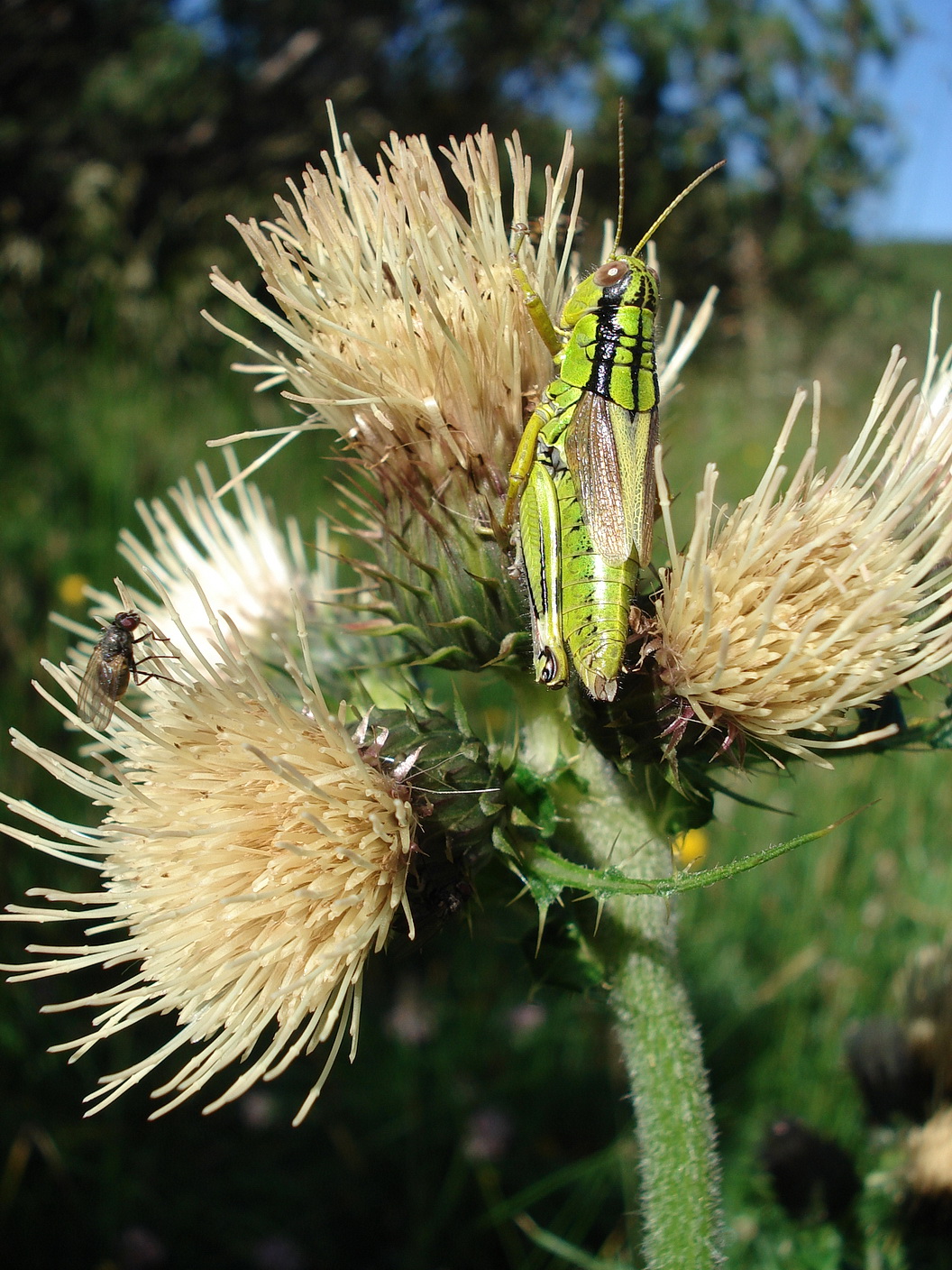 Cirsium.erisithales x spinosissimum.I-Belluno-Dolo.Rif. Pramperat.18.Juli.2015.JPG