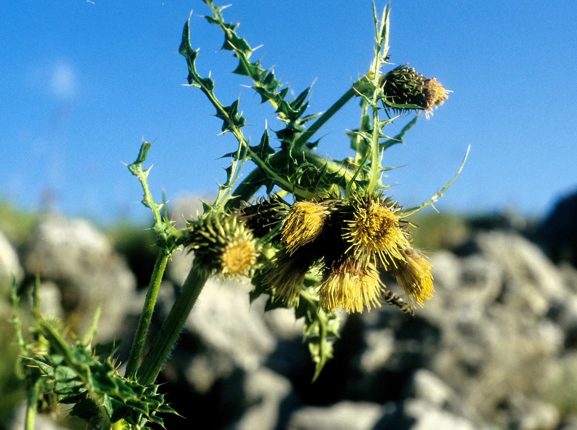 Cirsium.erisithales x spinosissimum.Nassfeldberg.25.7.94.jpg