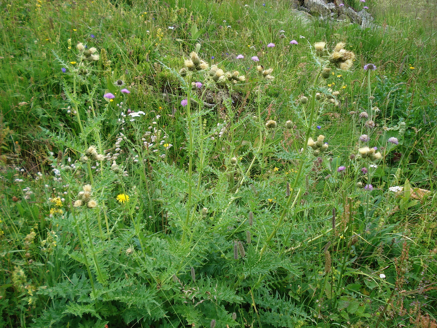 Cirsium.erisithales x spinosissimum.OTir-Hollbrucker.Tal.10.Jul.22.JPG