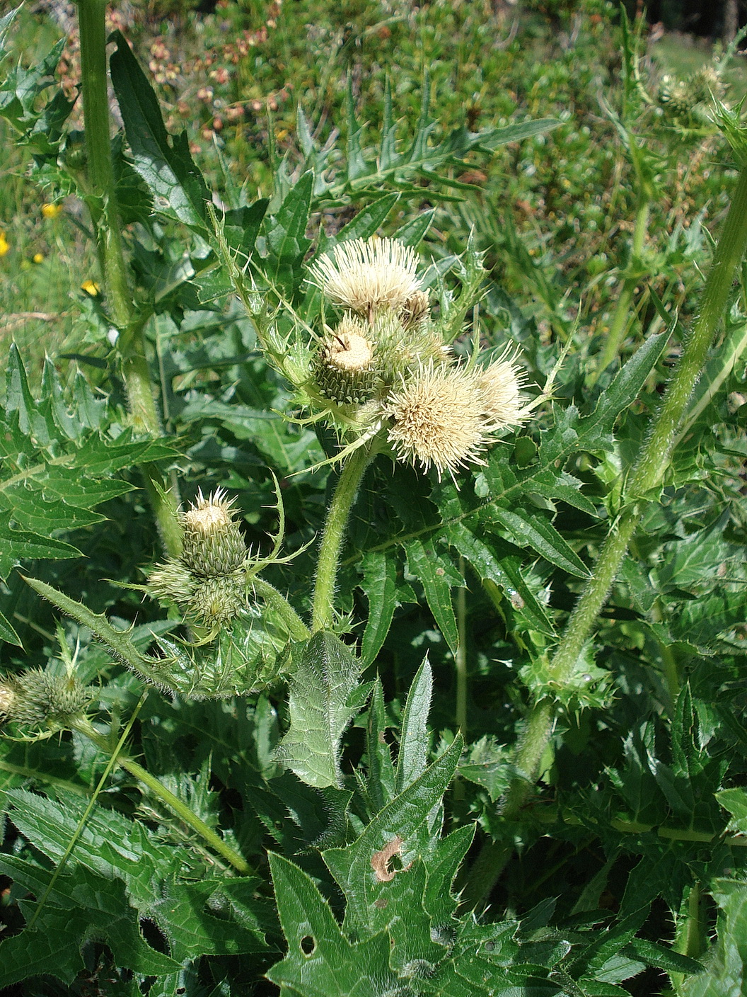 Cirsium.erisithales x spinosissimum.OTir-Prägraten.Bergeralm.12.07.2017.JPG