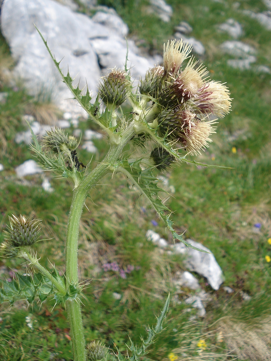 Cirsium.erisithales x spinosissimum.Slo-Vrata-Tal.Spleva 28.7.18.JPG