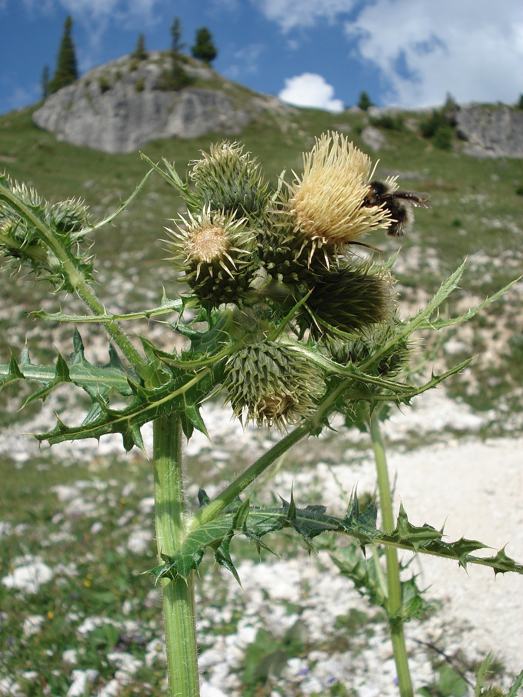 Cirsium.erisithales x spinosissimum.Südtir.-Dürrenstein.12.Juli.2015.JPG