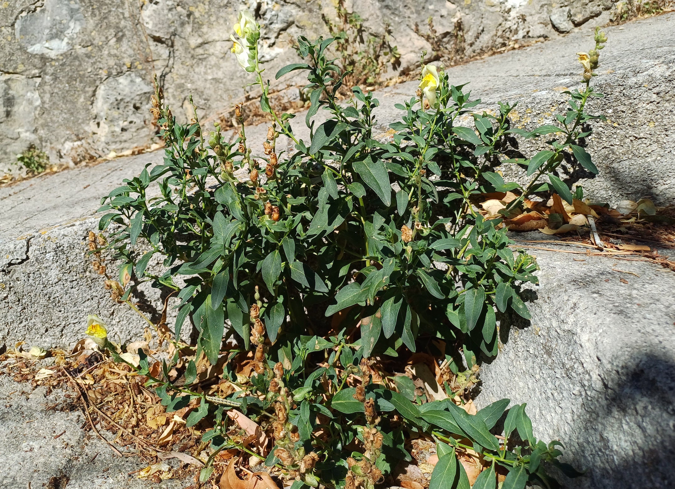 antirrhinum sp. grasse alpes-maritimes frankreich 20230805_101223.jpg