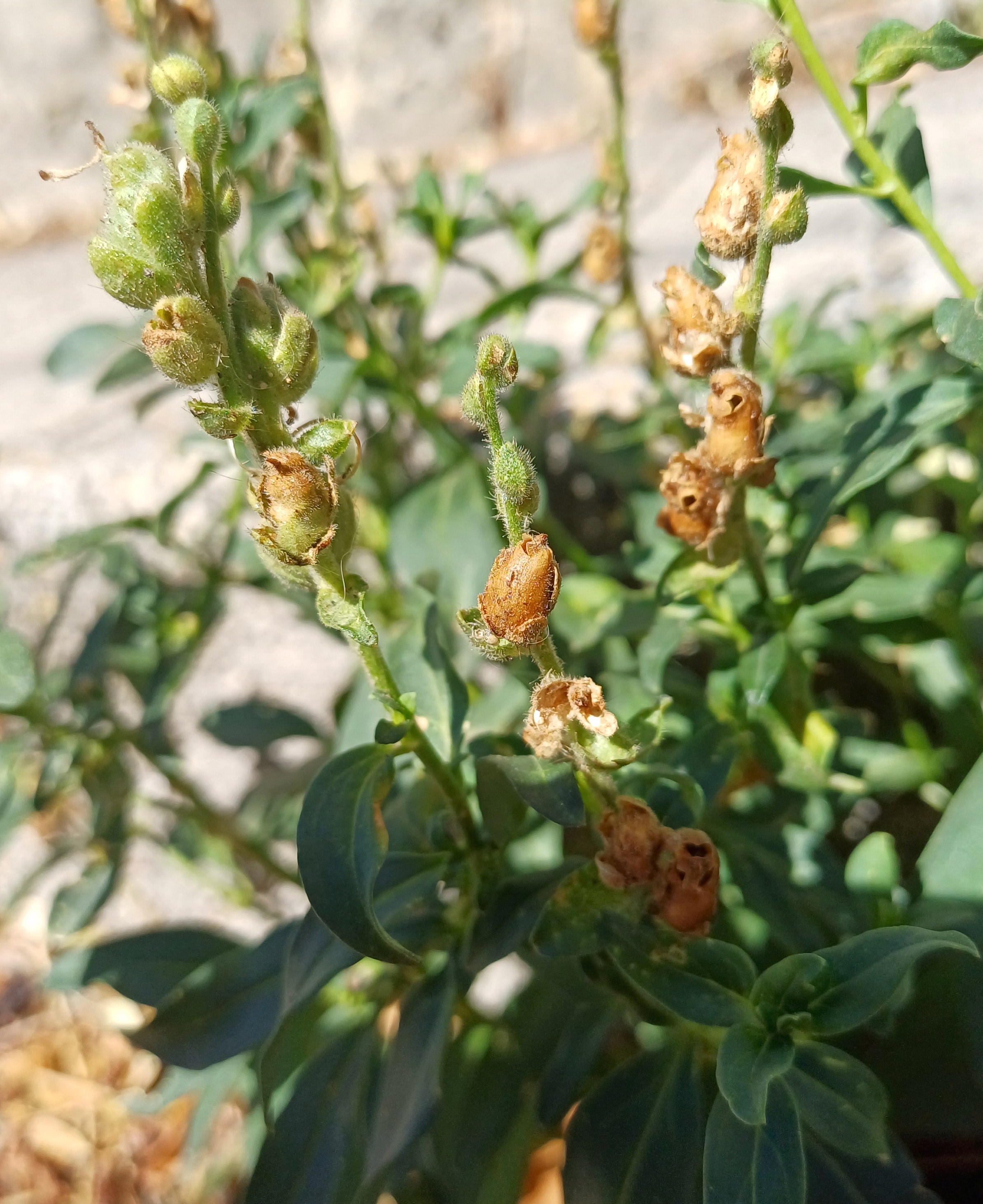 antirrhinum sp. grasse alpes-maritimes frankreich 20230805_101231.jpg