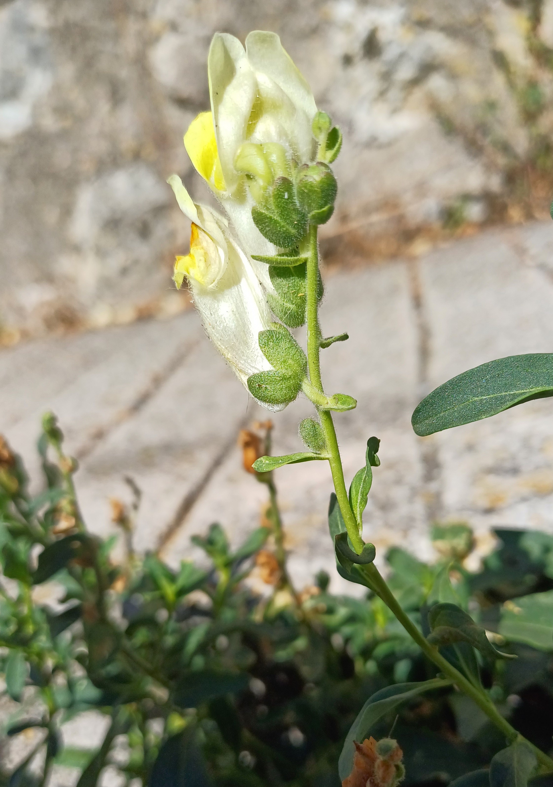 antirrhinum sp. grasse alpes-maritimes frankreich 20230805_101235.jpg