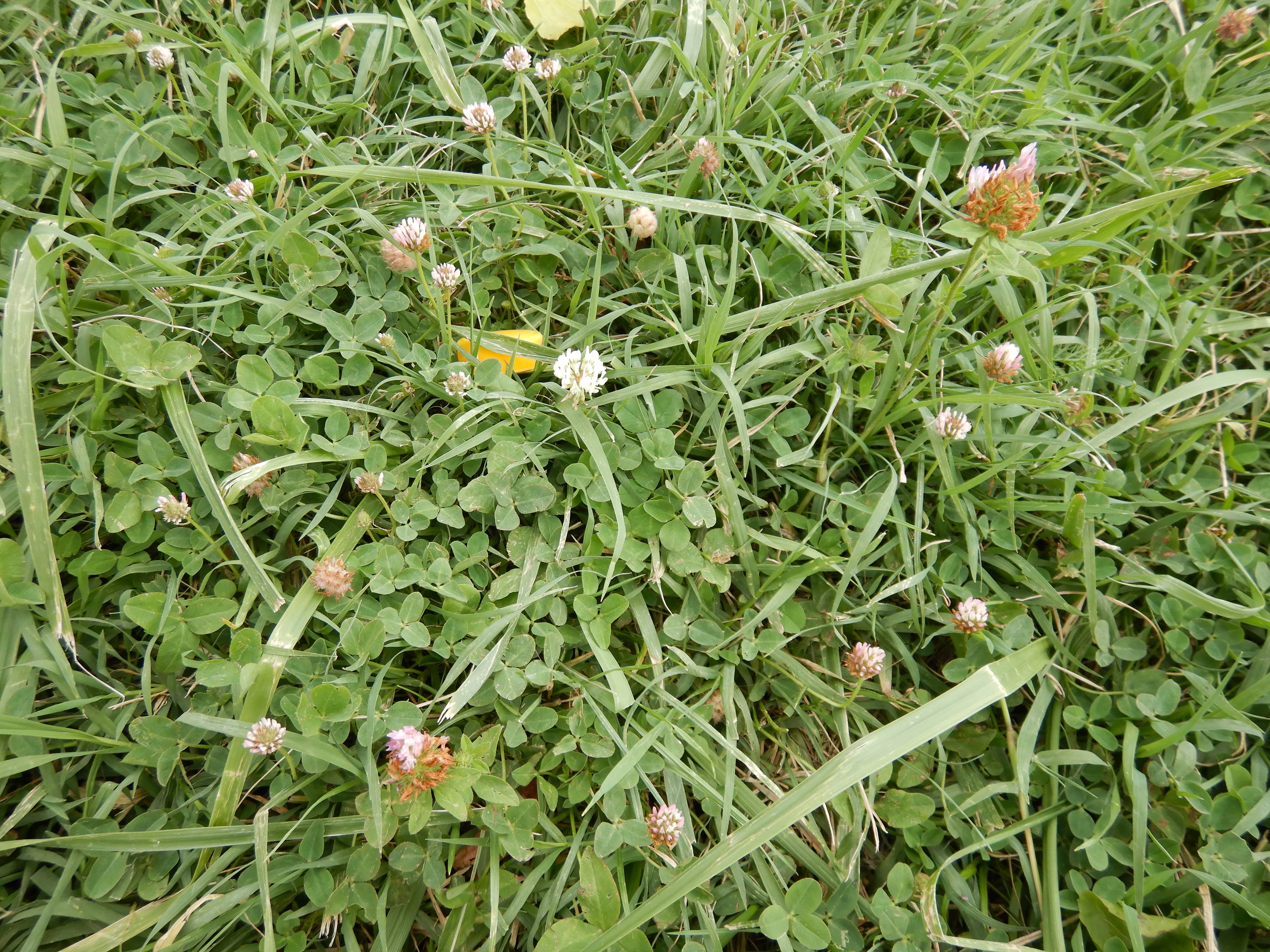 DSCN4263 synto, trifolium, 2023-07-26, obere alte donau, floridsdorf.jpg