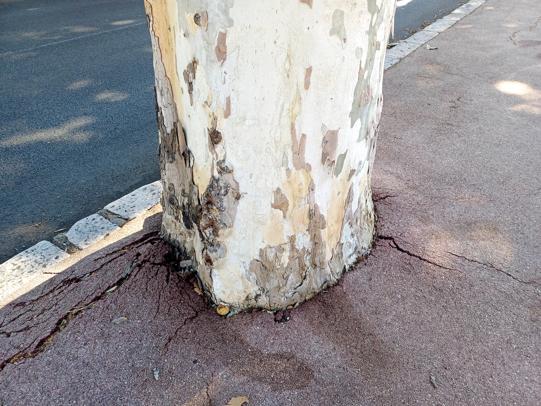 platanus ×hybrida grasse alpes-maritimes frankreich 20230805_102209.jpg