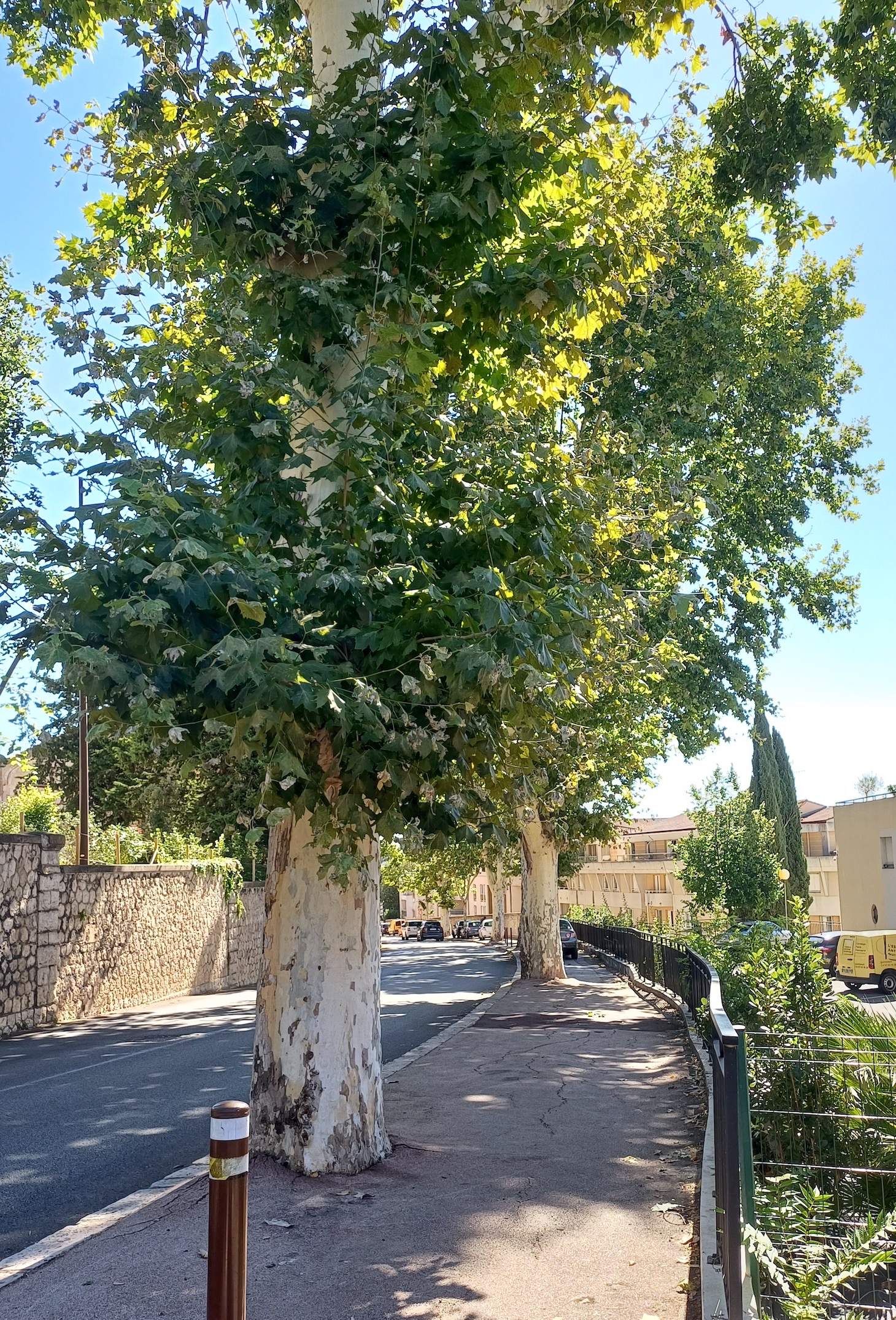 platanus ×hybrida grasse alpes-maritimes frankreich 20230805_102223.jpg