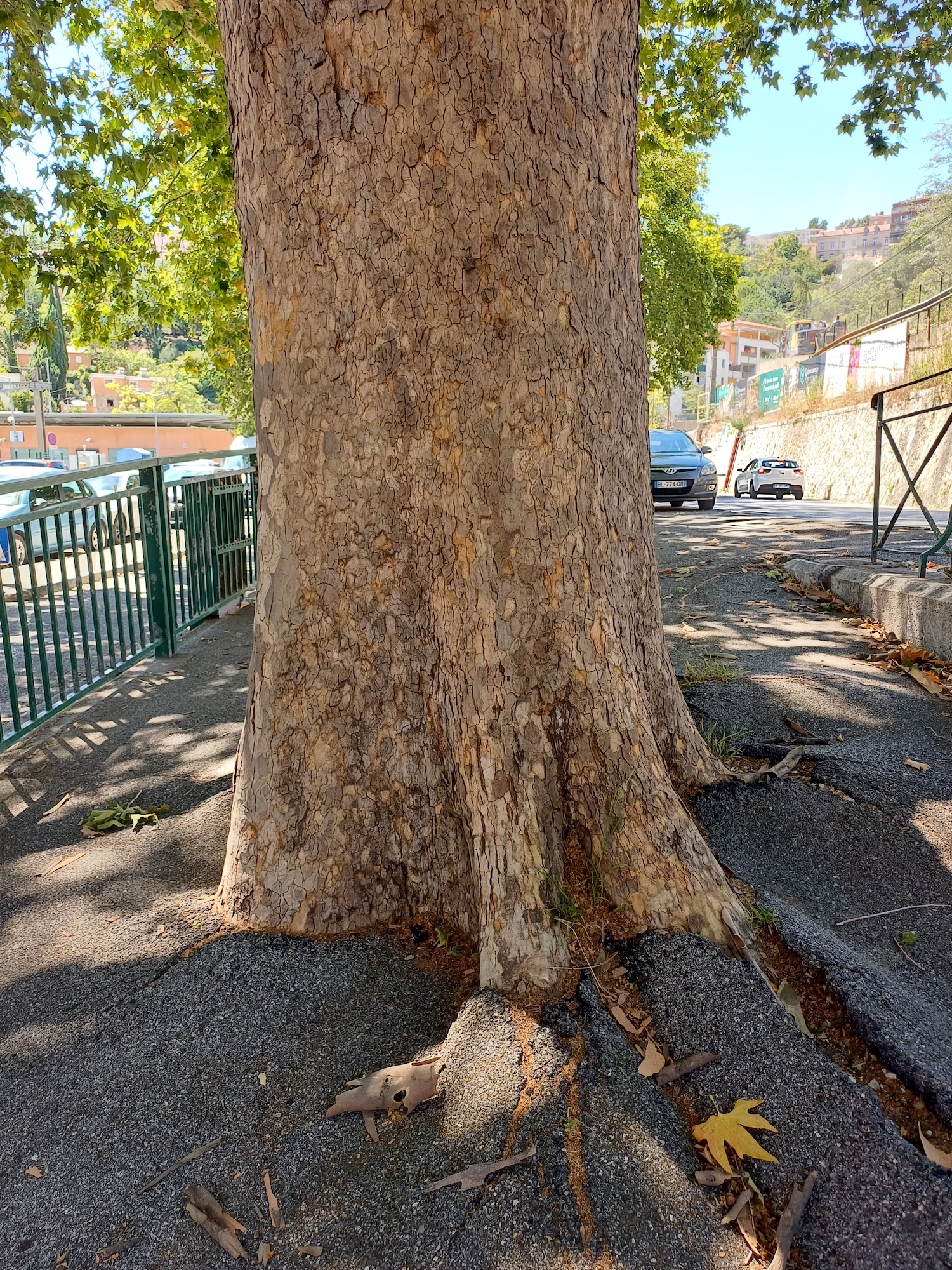 platanus ×hybrida grasse alpes-maritimes frankreich 20230805_135138.jpg