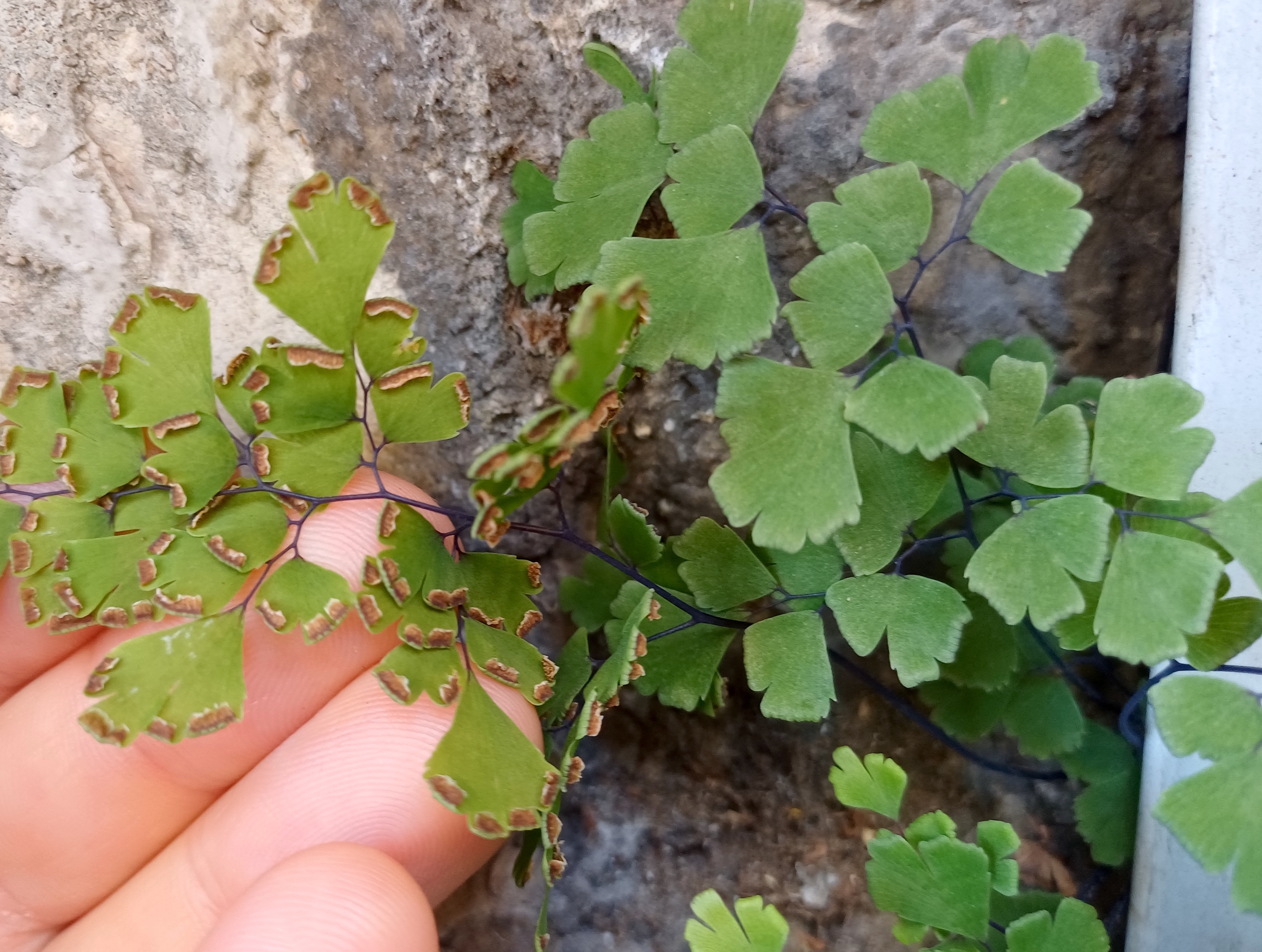 adiantum capillus-veneris grasse alpes-maritimes frankreich 20230805_104110.jpg