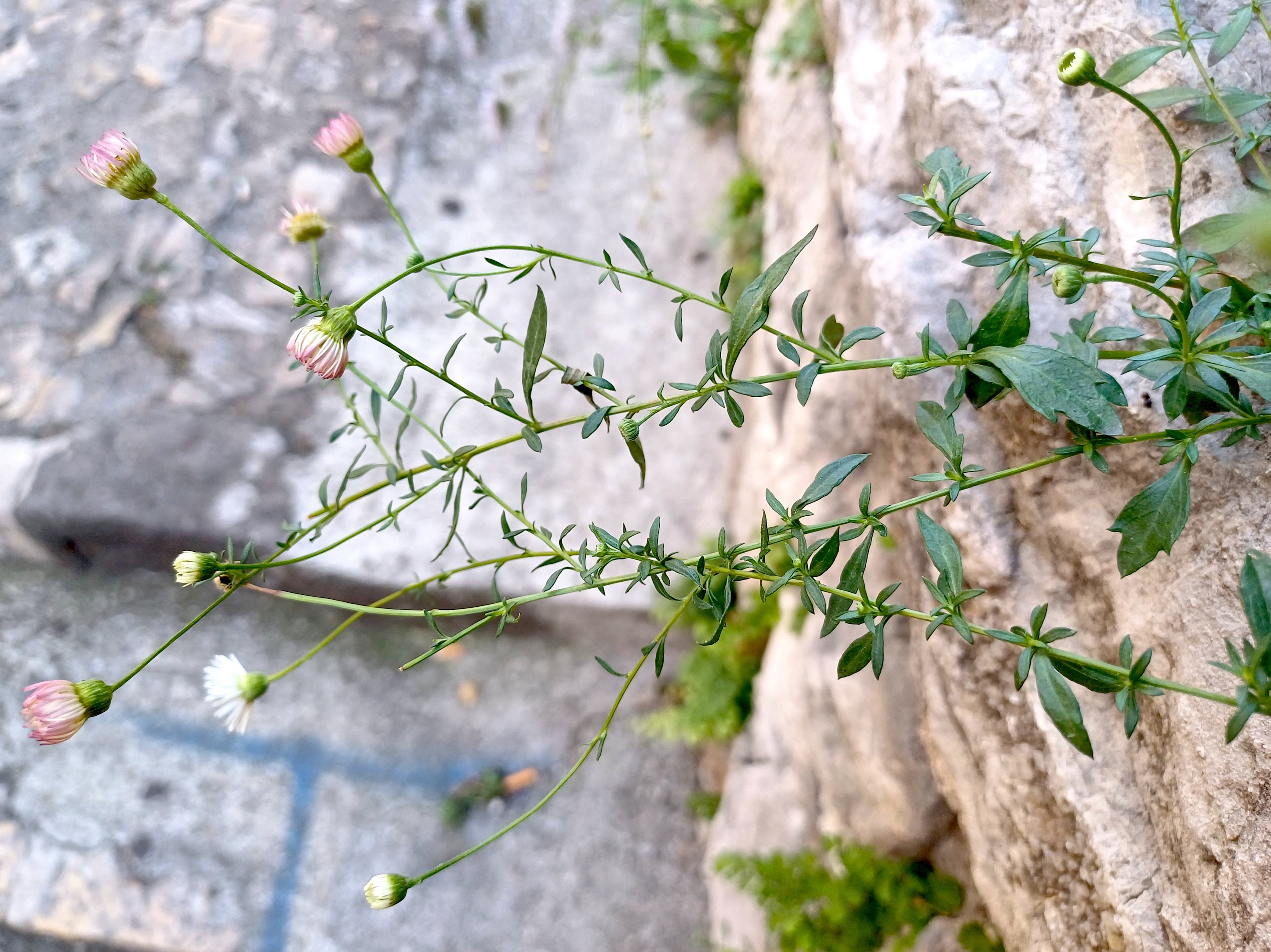 erigeron karvinskianus grasse alpes-maritimes frankreich 20230805_104212.jpg