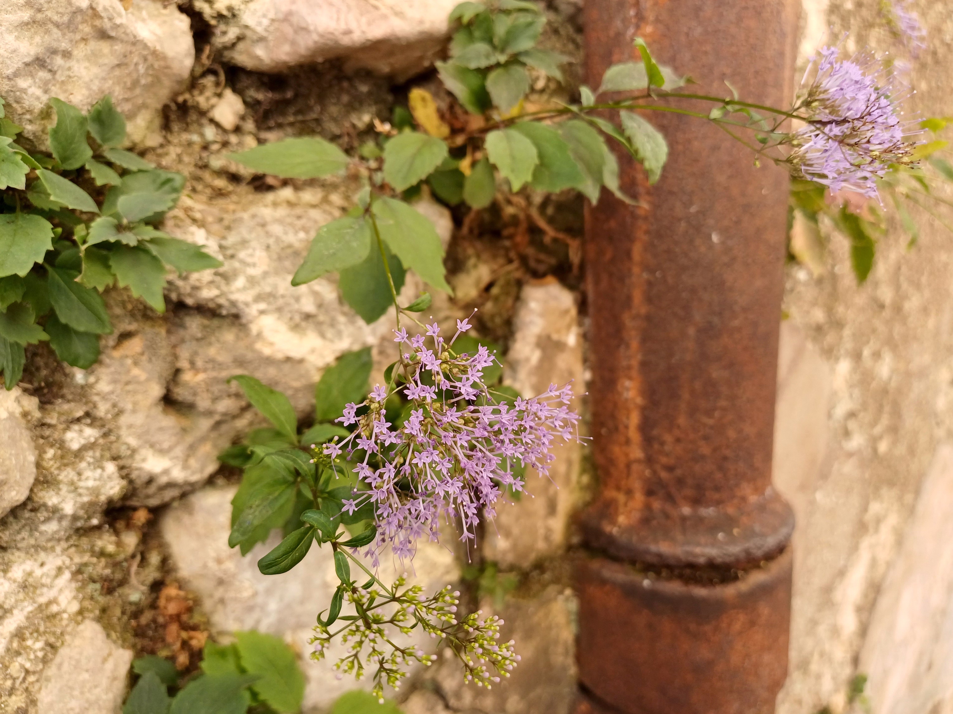 trachelium caeruleum grasse alpes-maritimes frankreich 20230805_103803.jpg