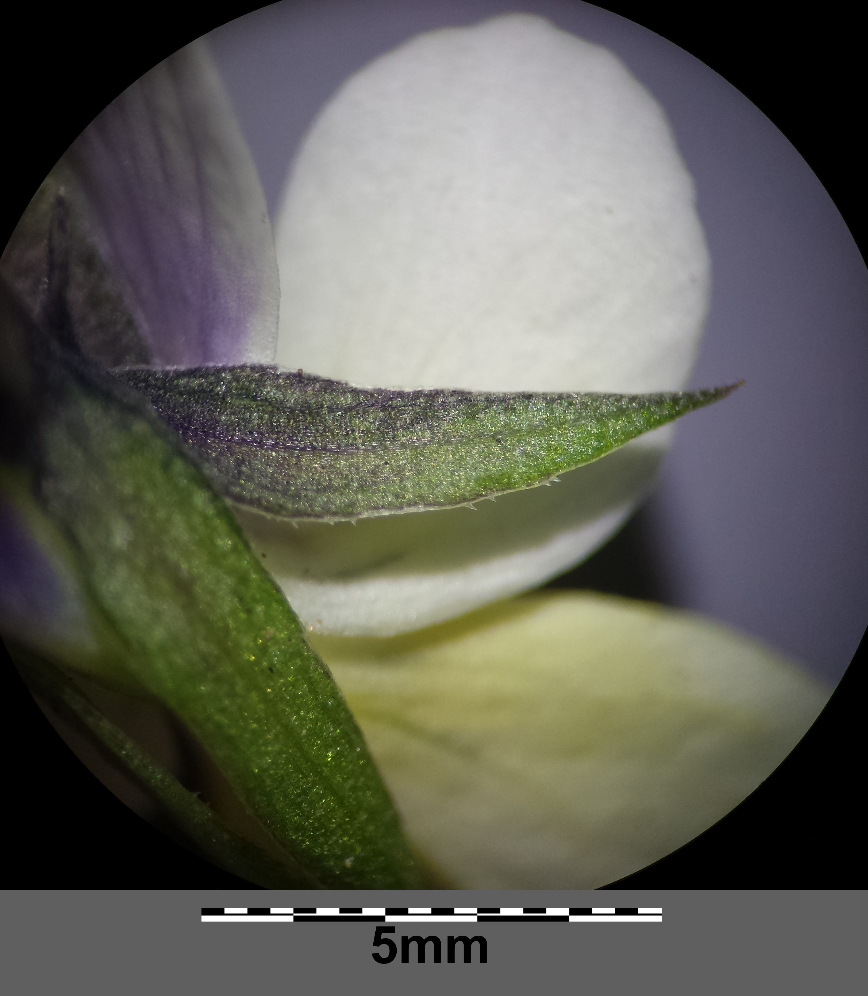 Viola arvensis subsp. arvensis Mikro12.jpg