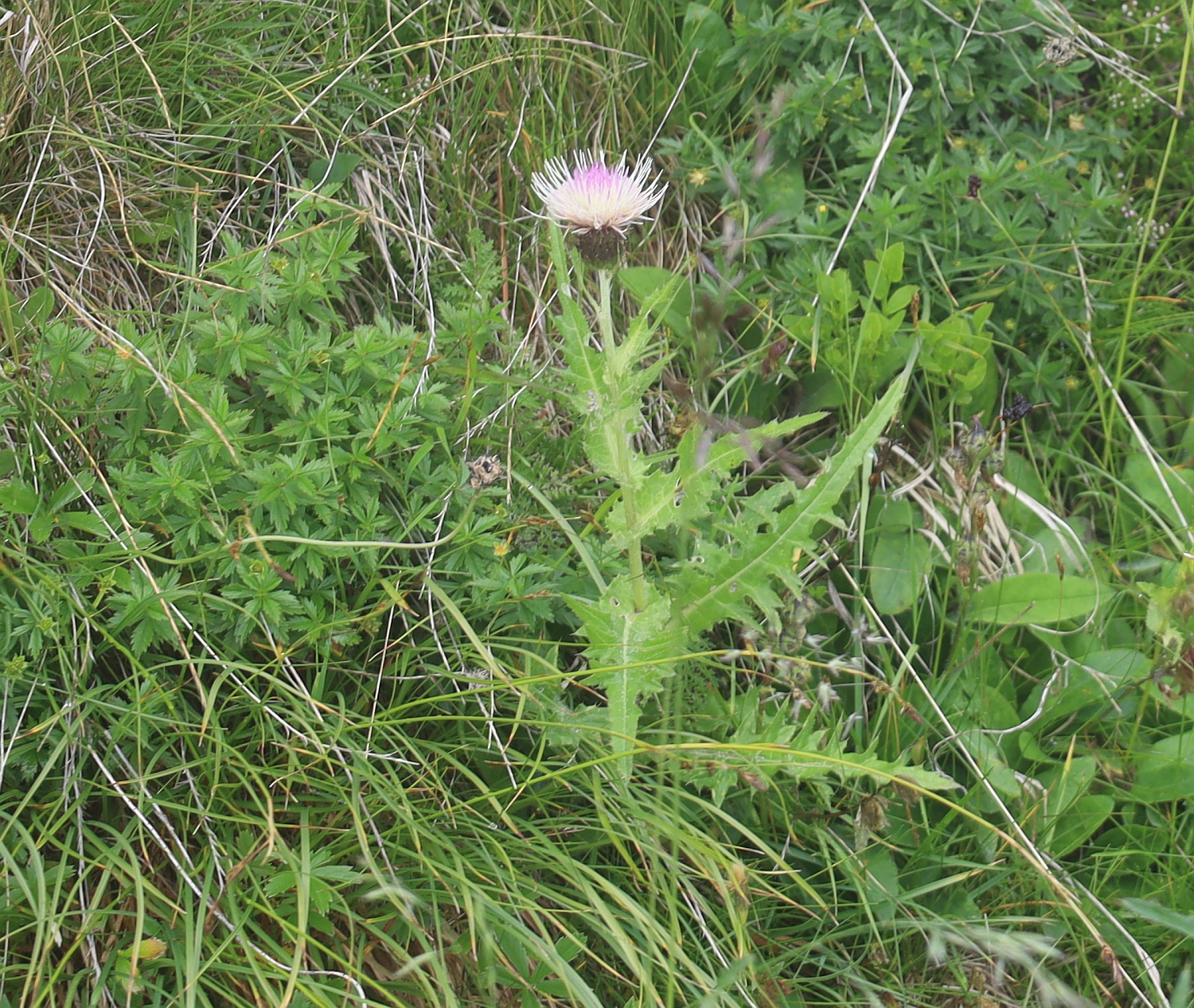 Cirsium x purpureum Amberger Huette Sulztal SE Gries Tirol_20230803_03.jpg