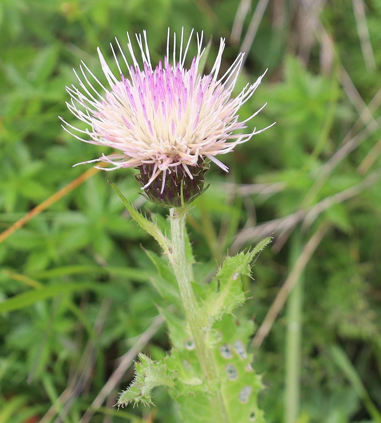 Cirsium x purpureum Amberger Huette Sulztal SE Gries Tirol_20230803_13.jpg