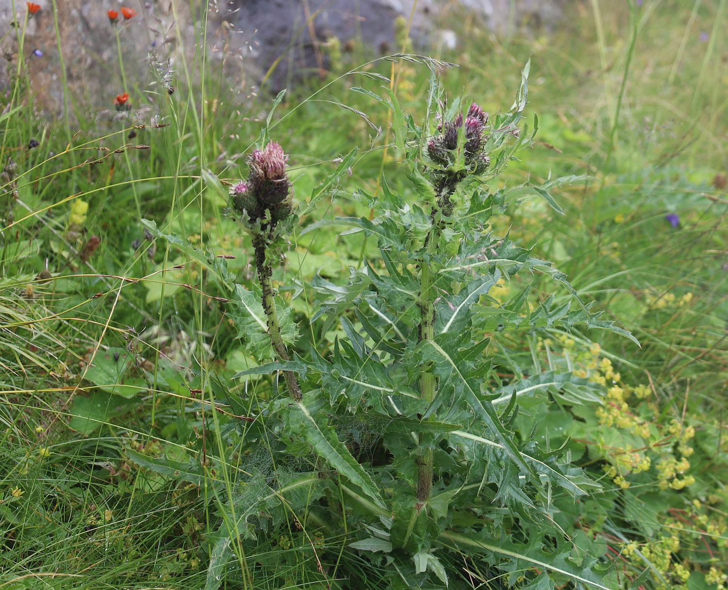 Cirsium x purpureum Amberger Huette Sulztal SE Gries Tirol_20230803_08.jpg