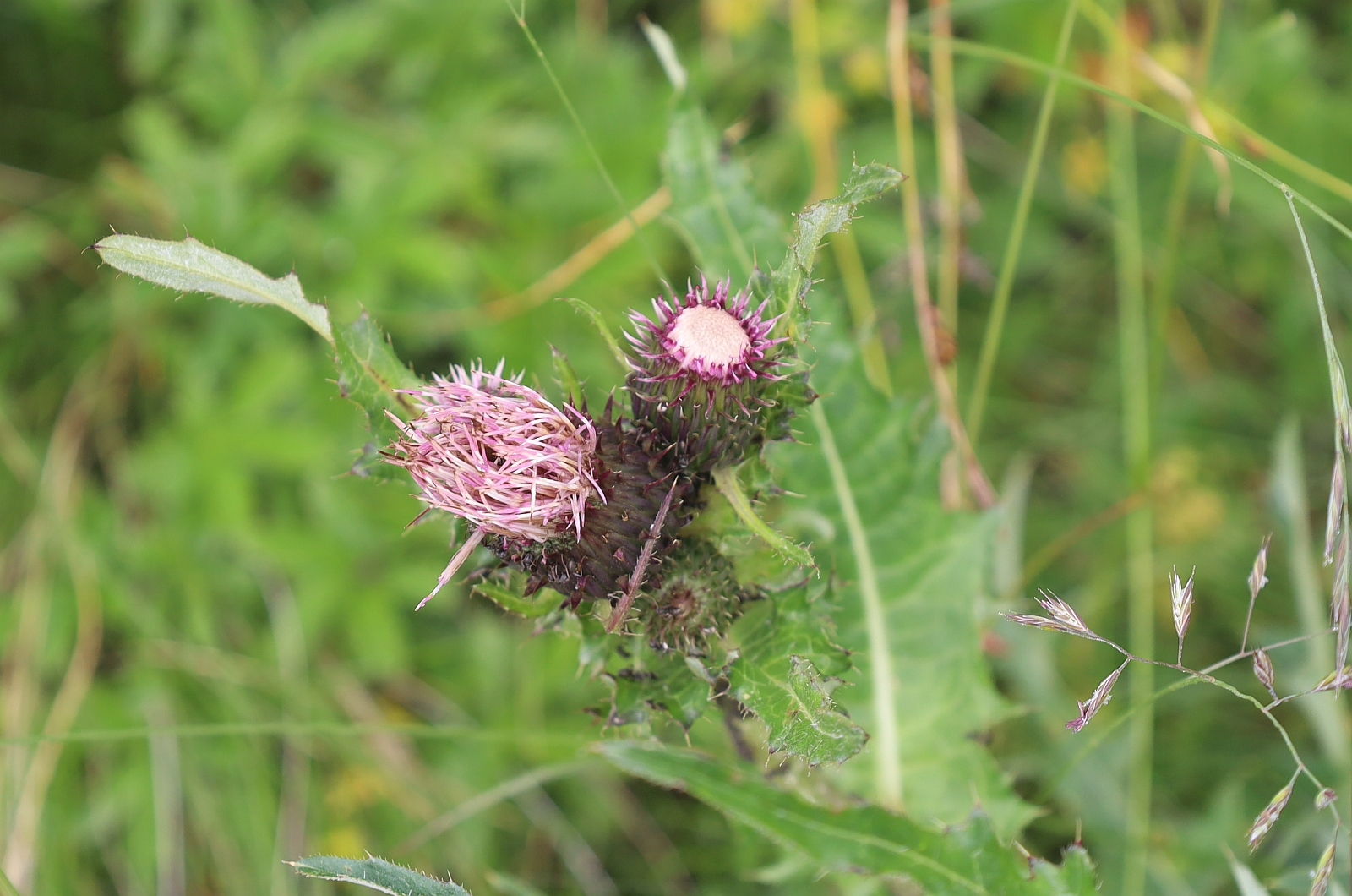 Cirsium x purpureum Amberger Huette Sulztal SE Gries Tirol_20230803_10.jpg